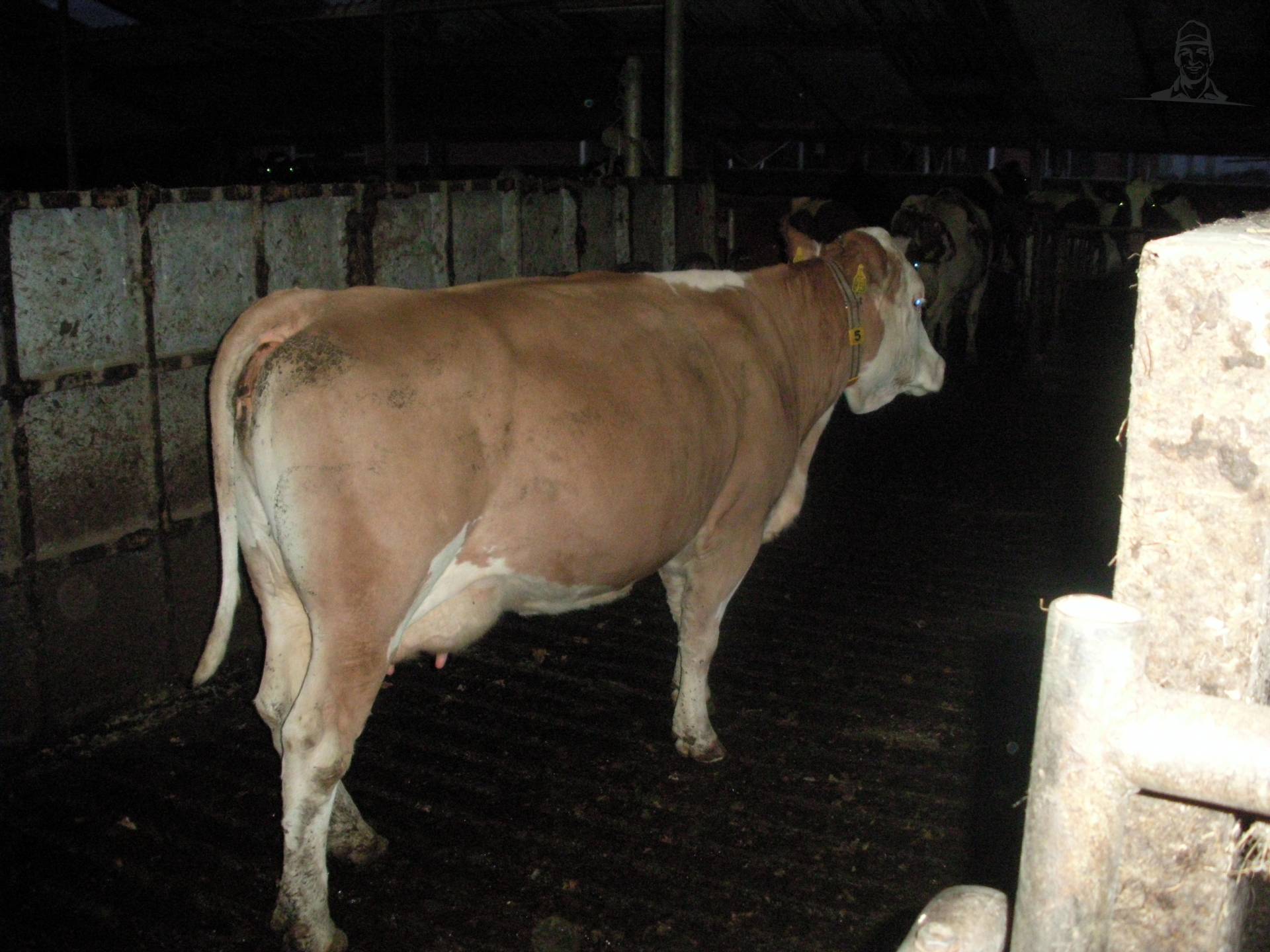 fleckvieh van claasfan530