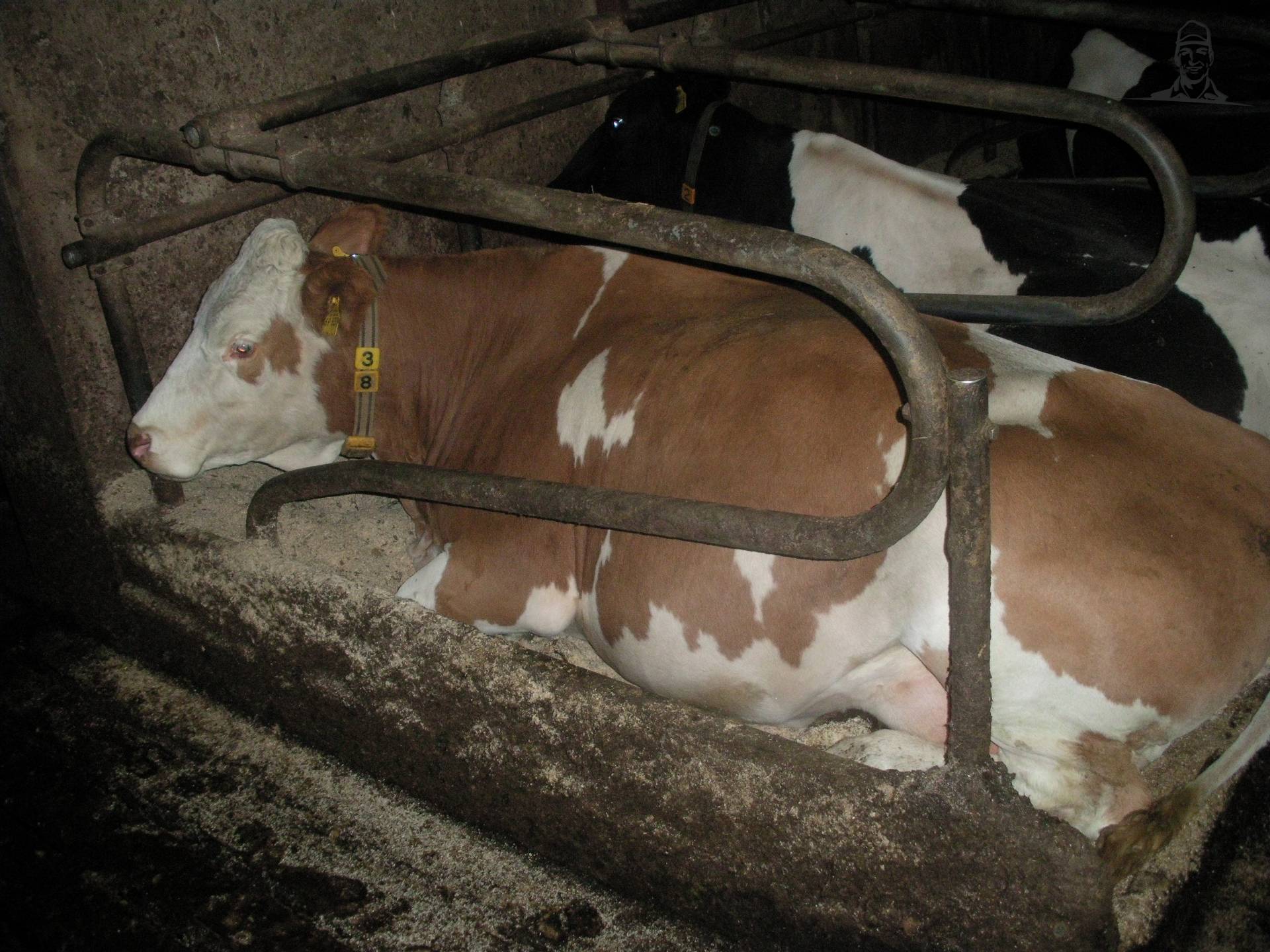 fleckvieh van claasfan530