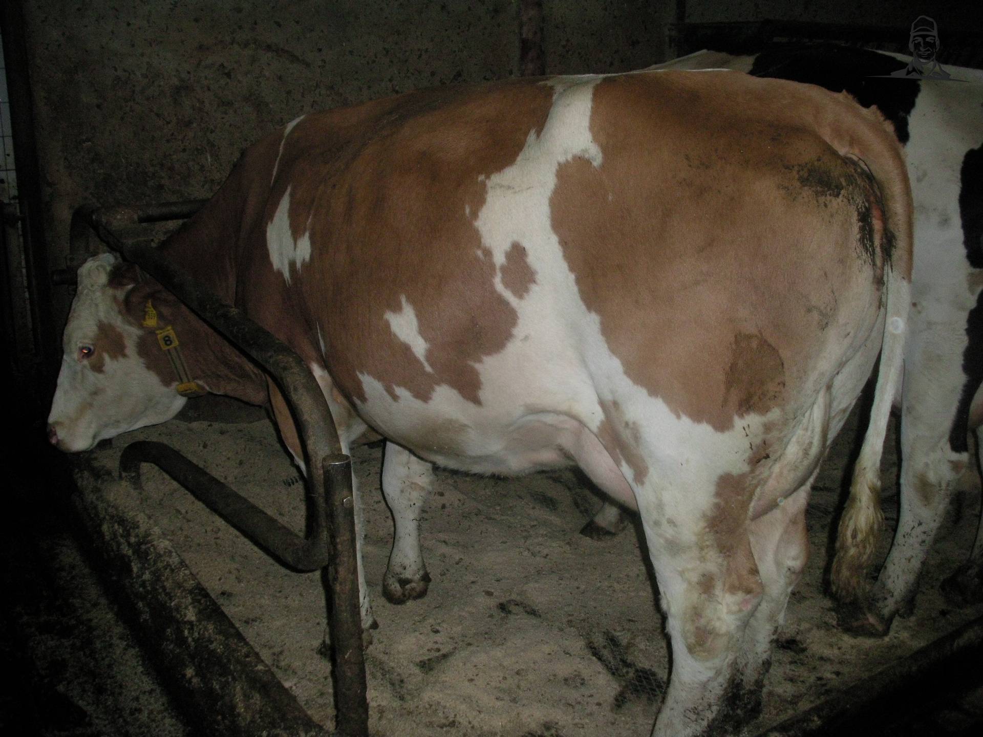 fleckvieh van claasfan530