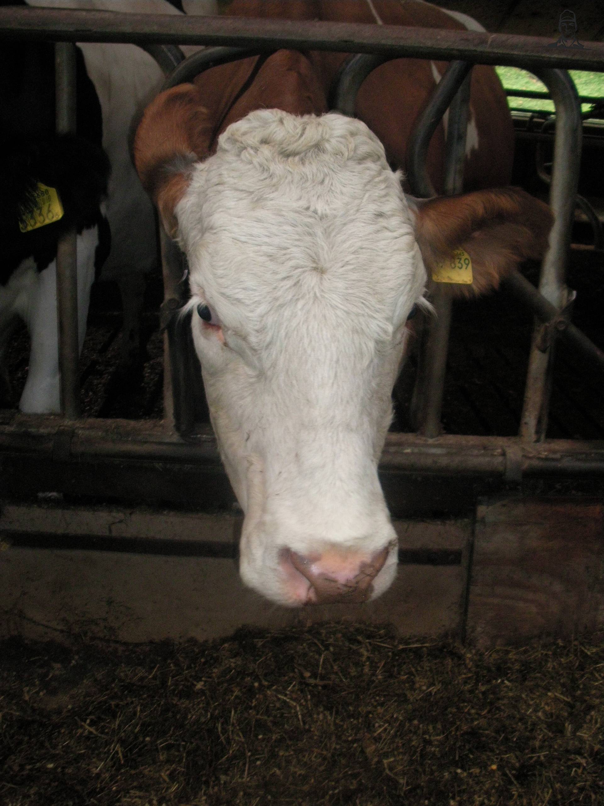 fleckvieh van claasfan530