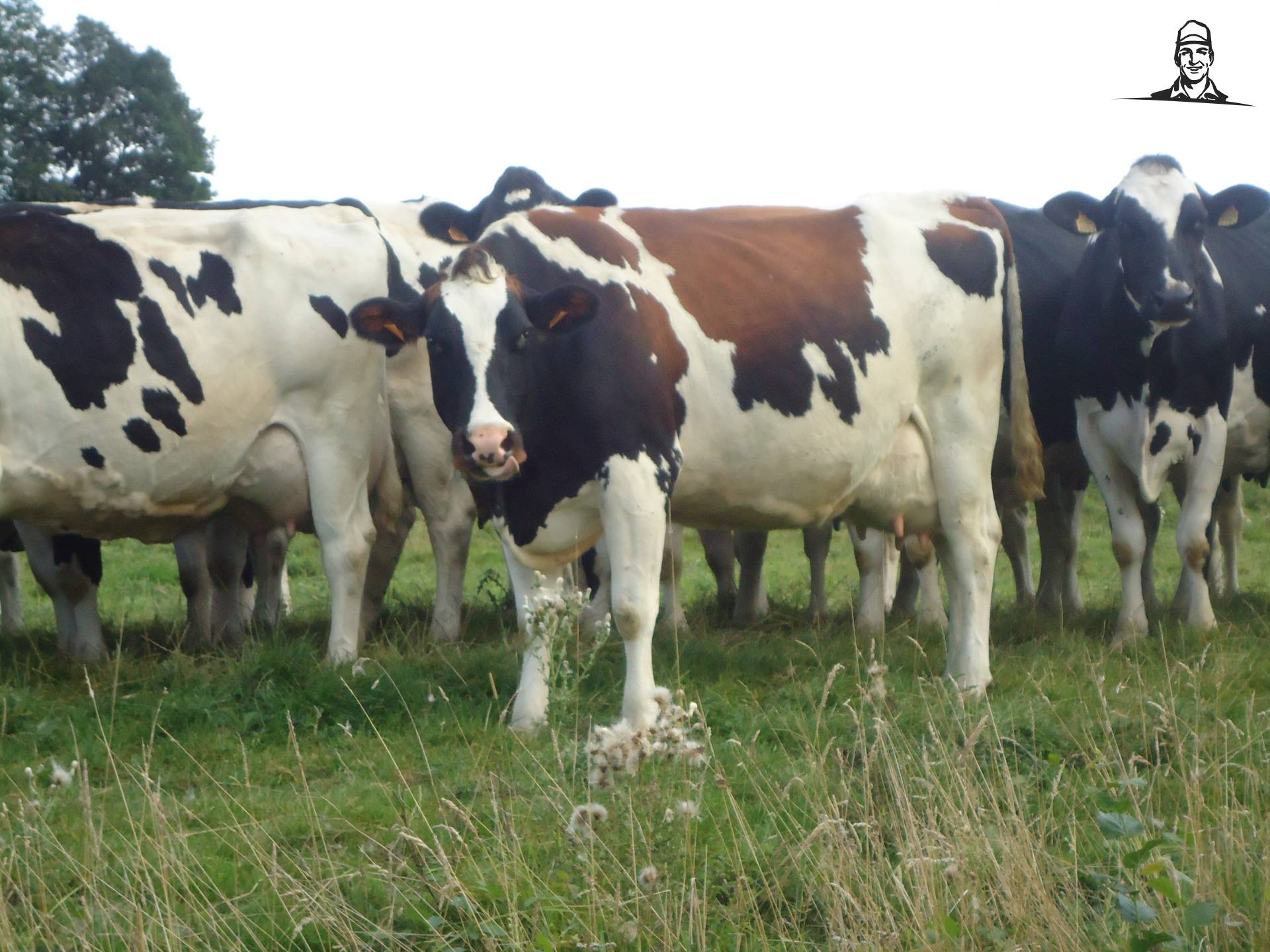 Koeien in frankrijk van Jonass