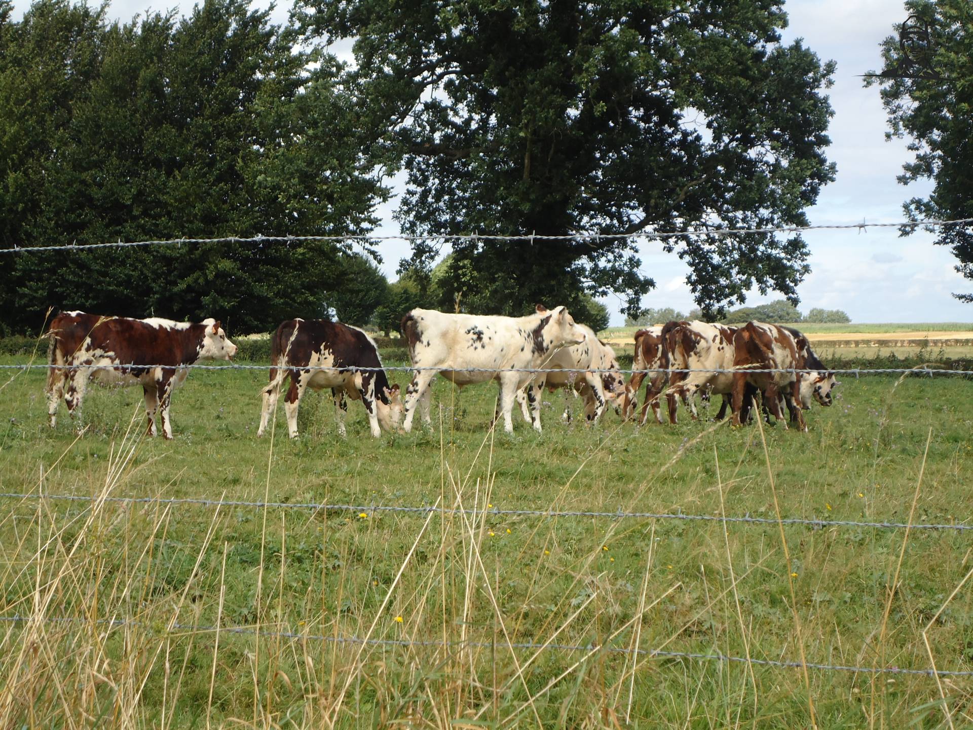 Normandische van Jonass