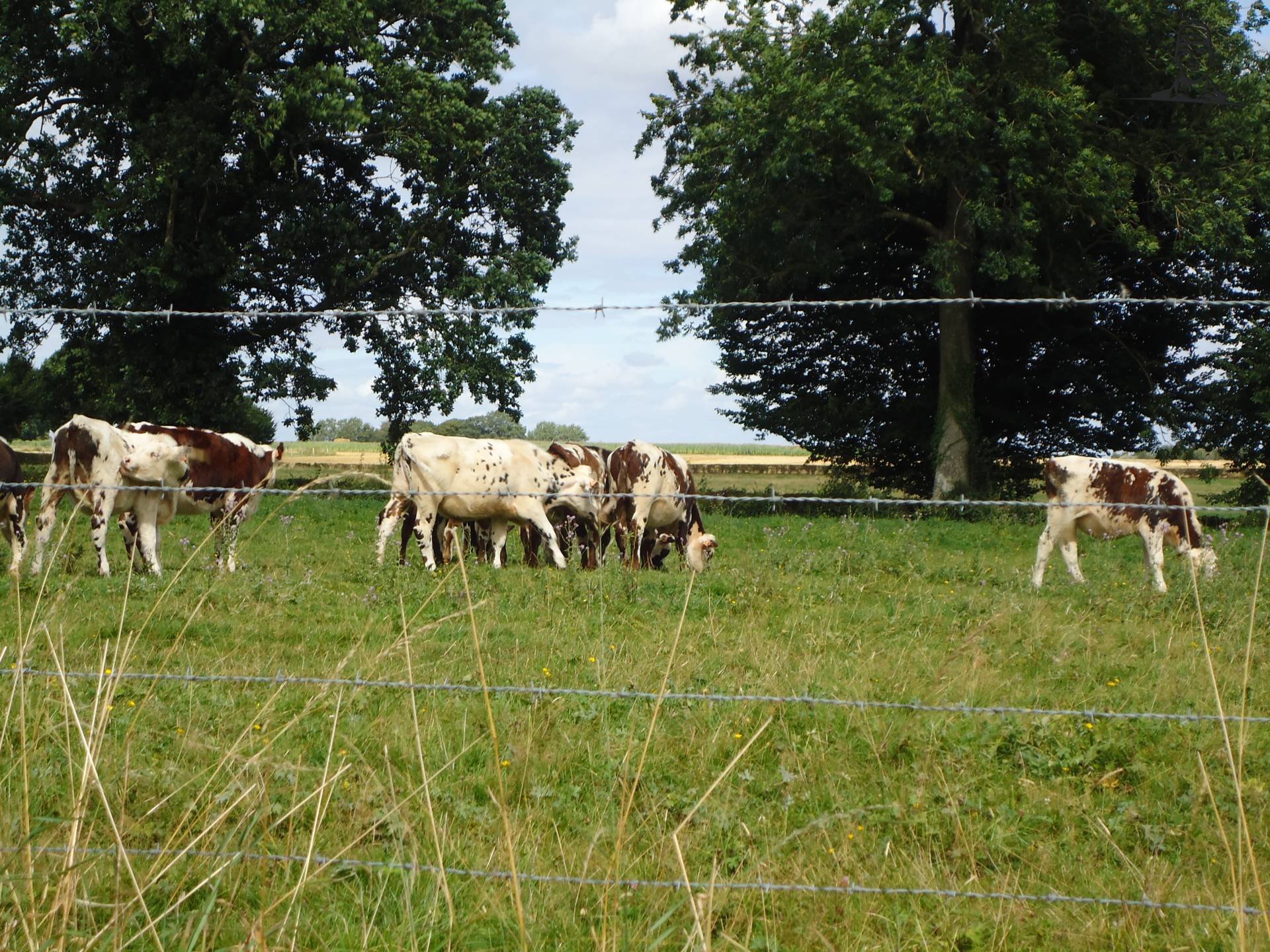 Normandische van Jonass