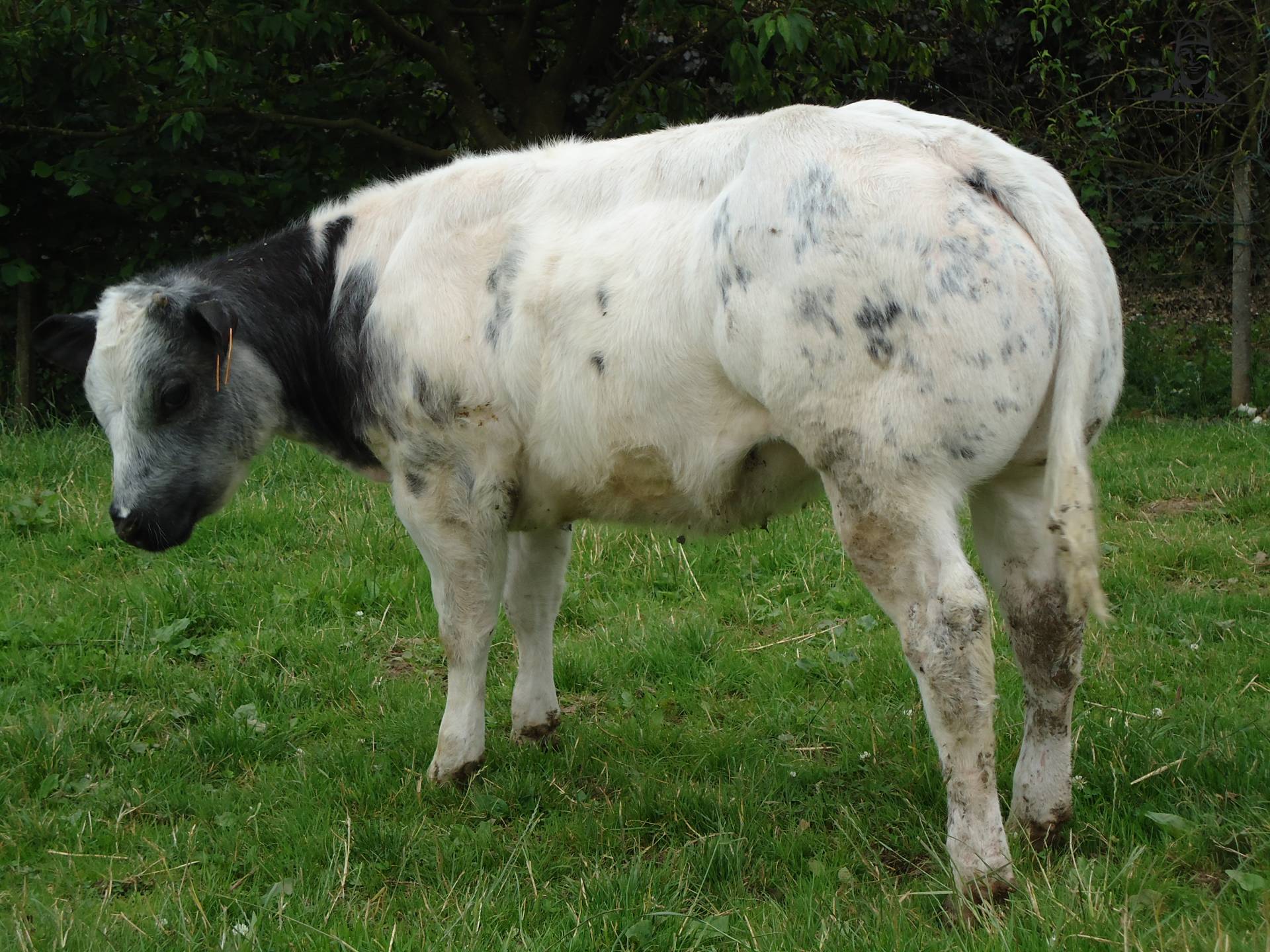 Obelix dochter van Jonass