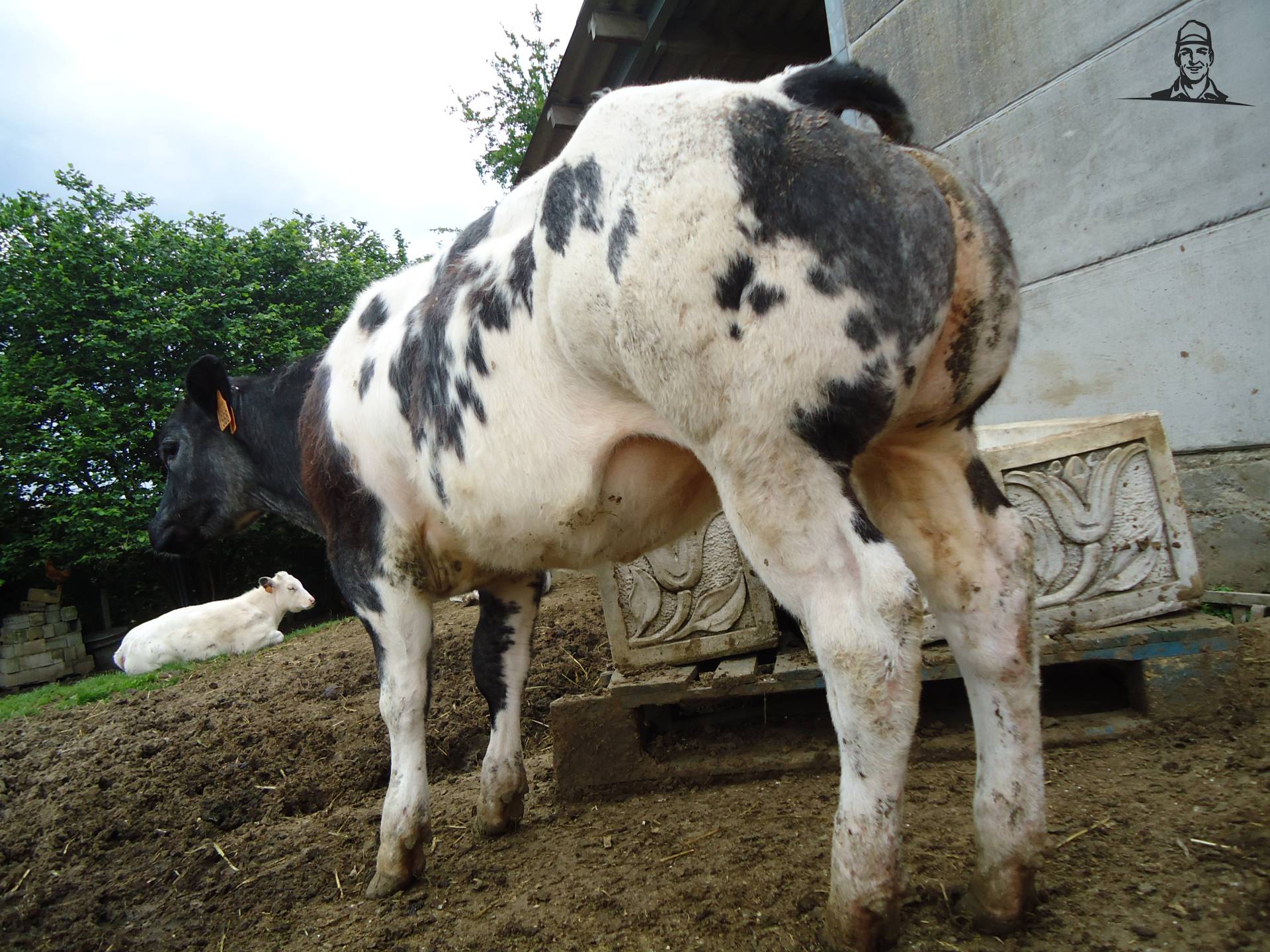 Adajio-dochter van Jonass