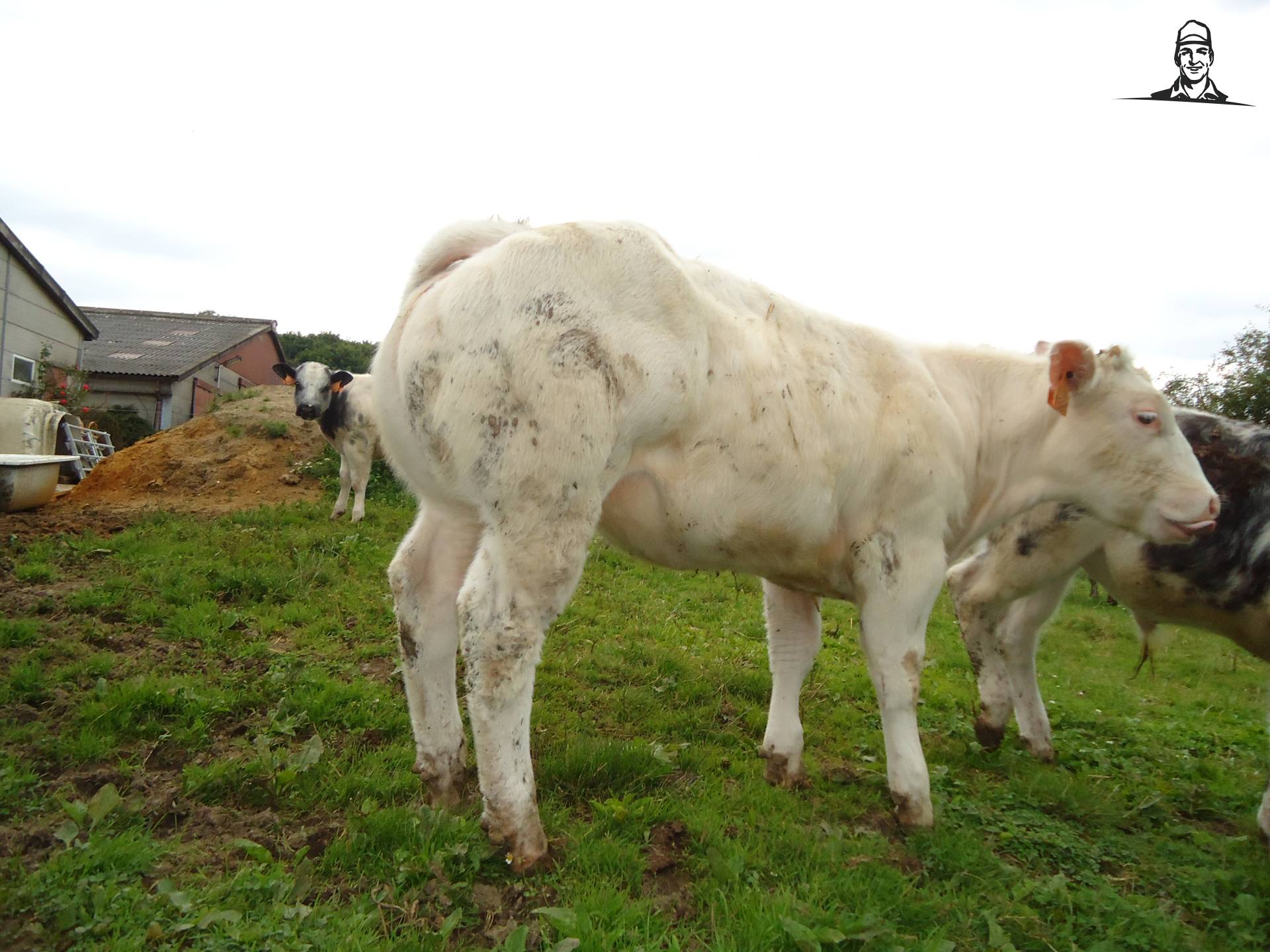 Harpon dochter van Jonass