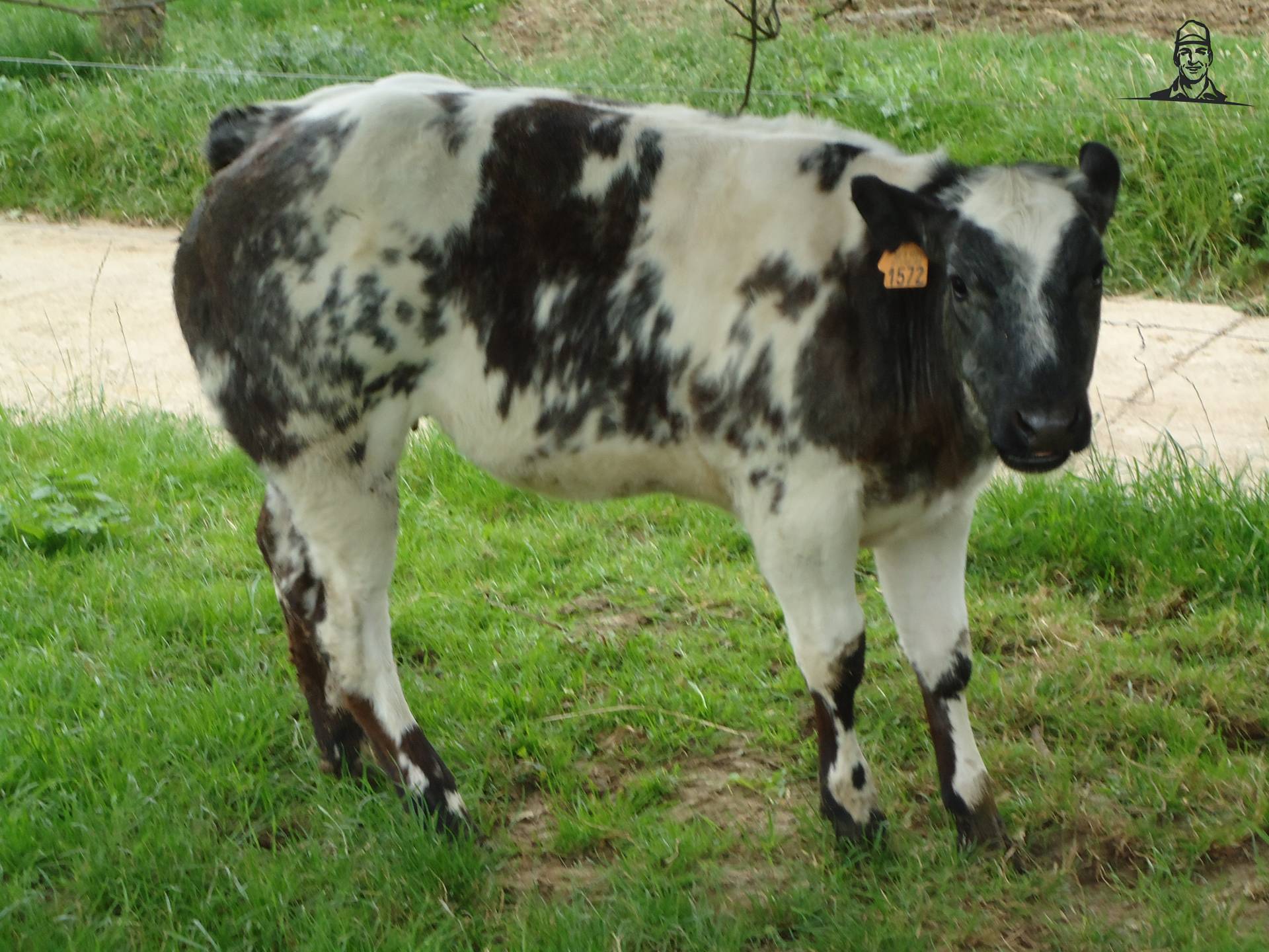 Dimmie-dochter van Jonass