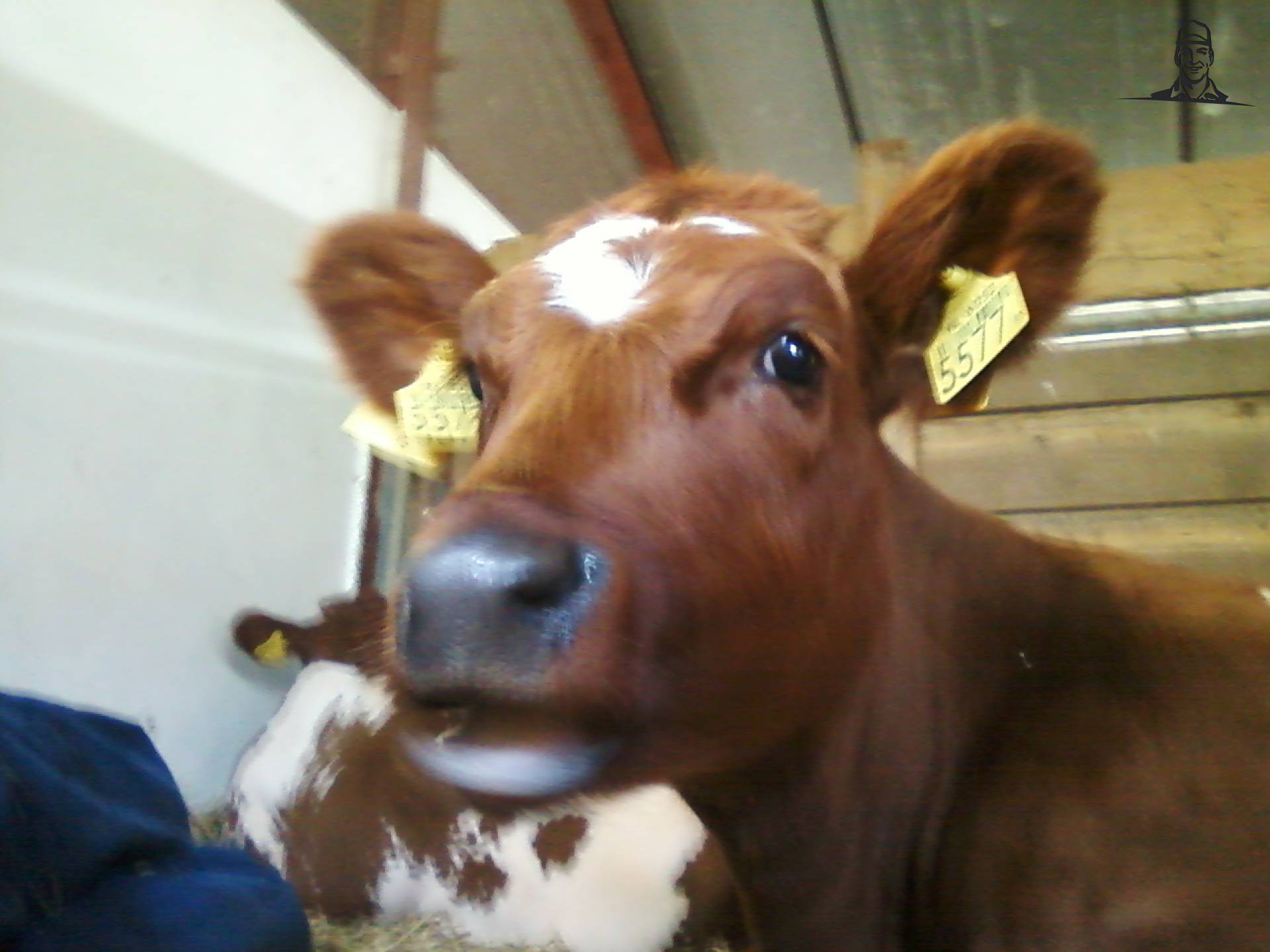 mooi sjot van jobfendtvario