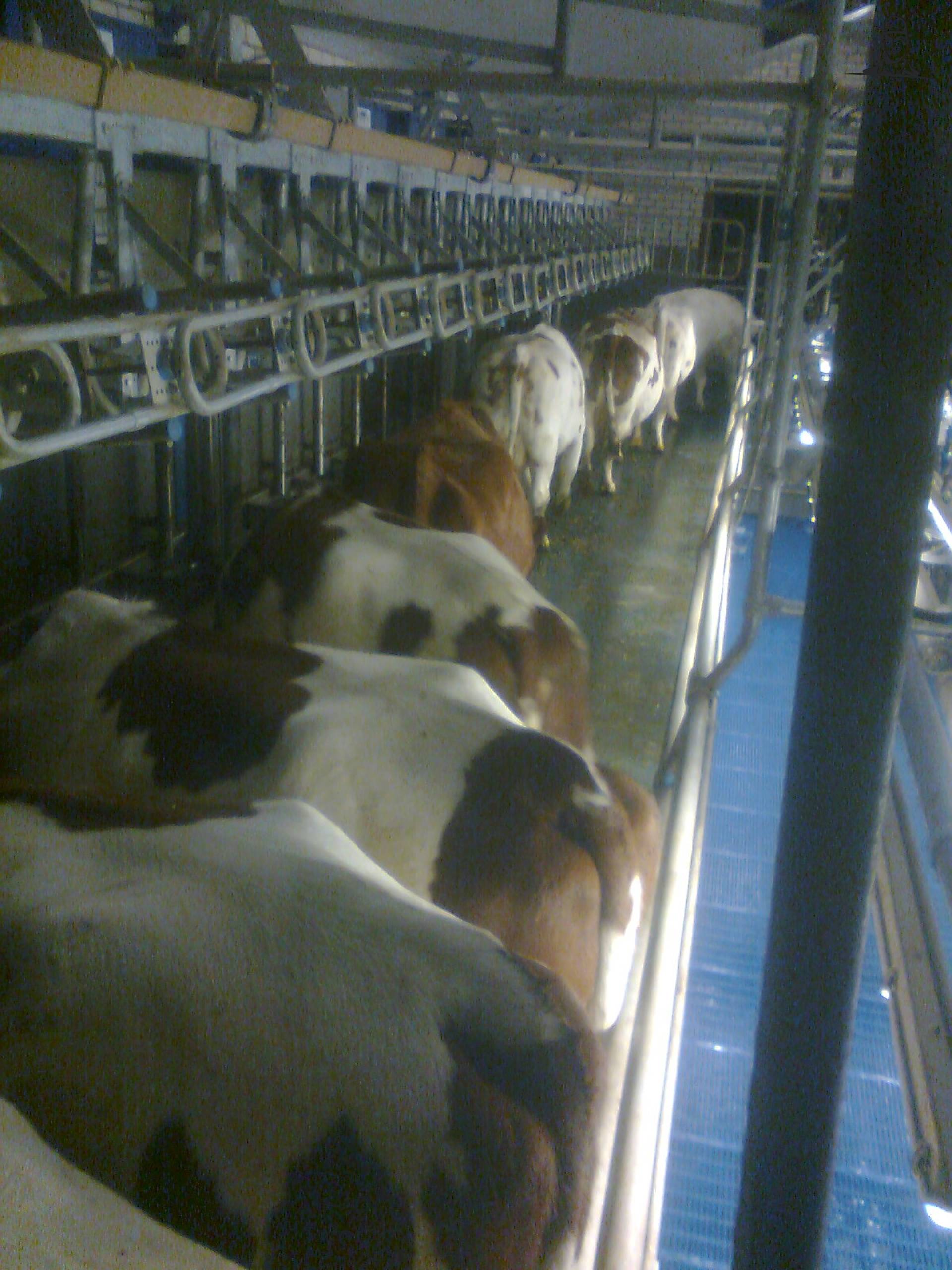 Dairymaster 2 x 20 Swing-over melkstal van Fiat110-90 DT