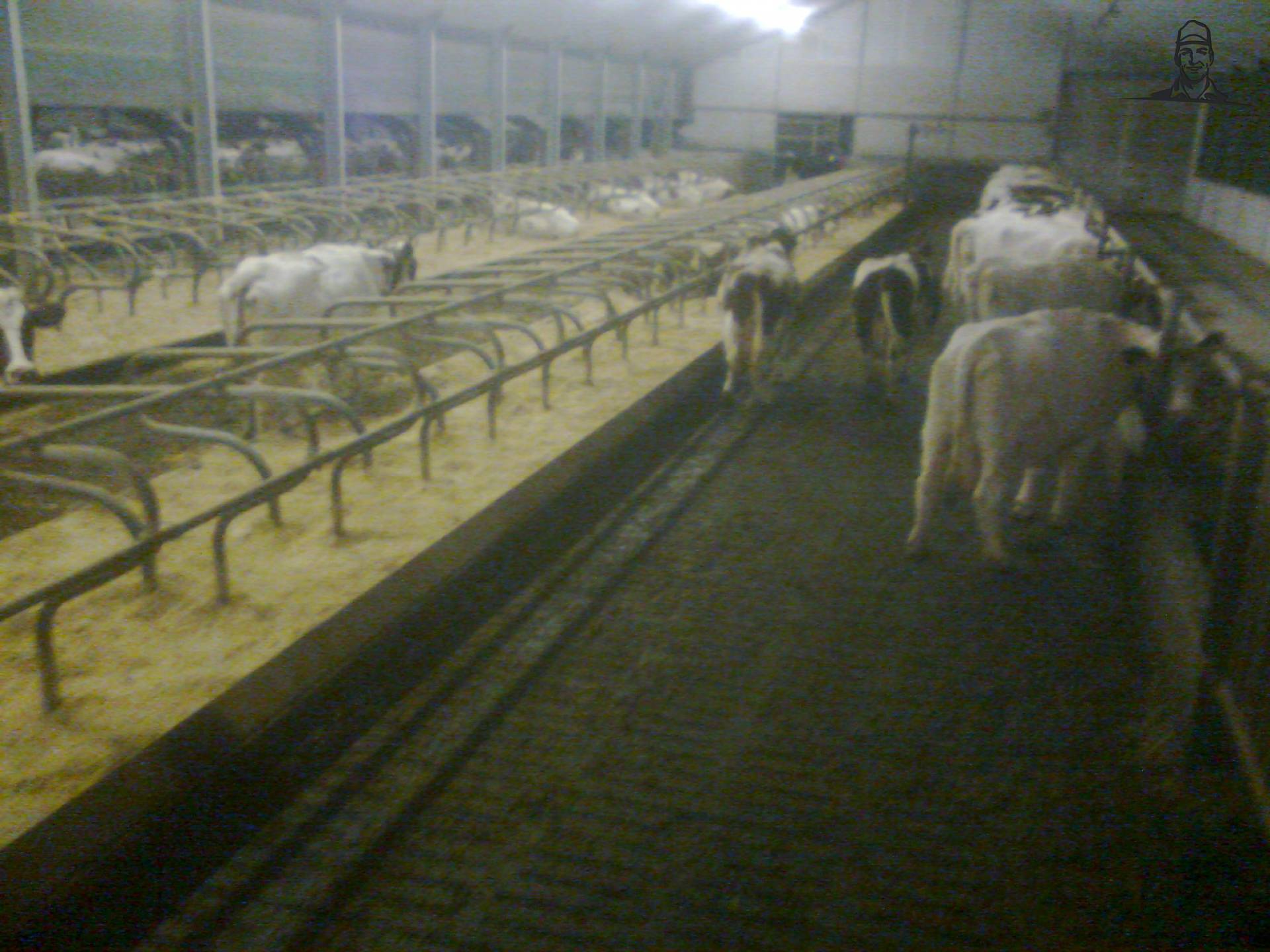 MRIJ Koeien van Fiat110-90 DT