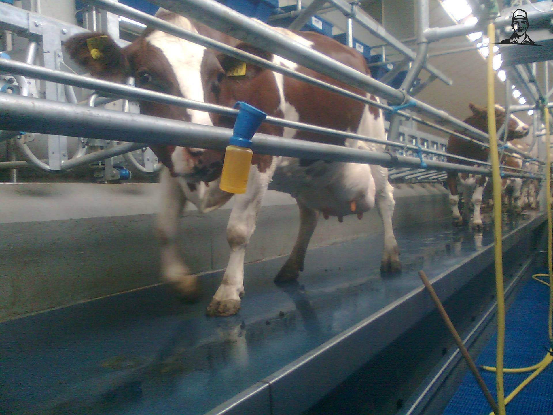 MRIJ Koeien van Fiat110-90 DT