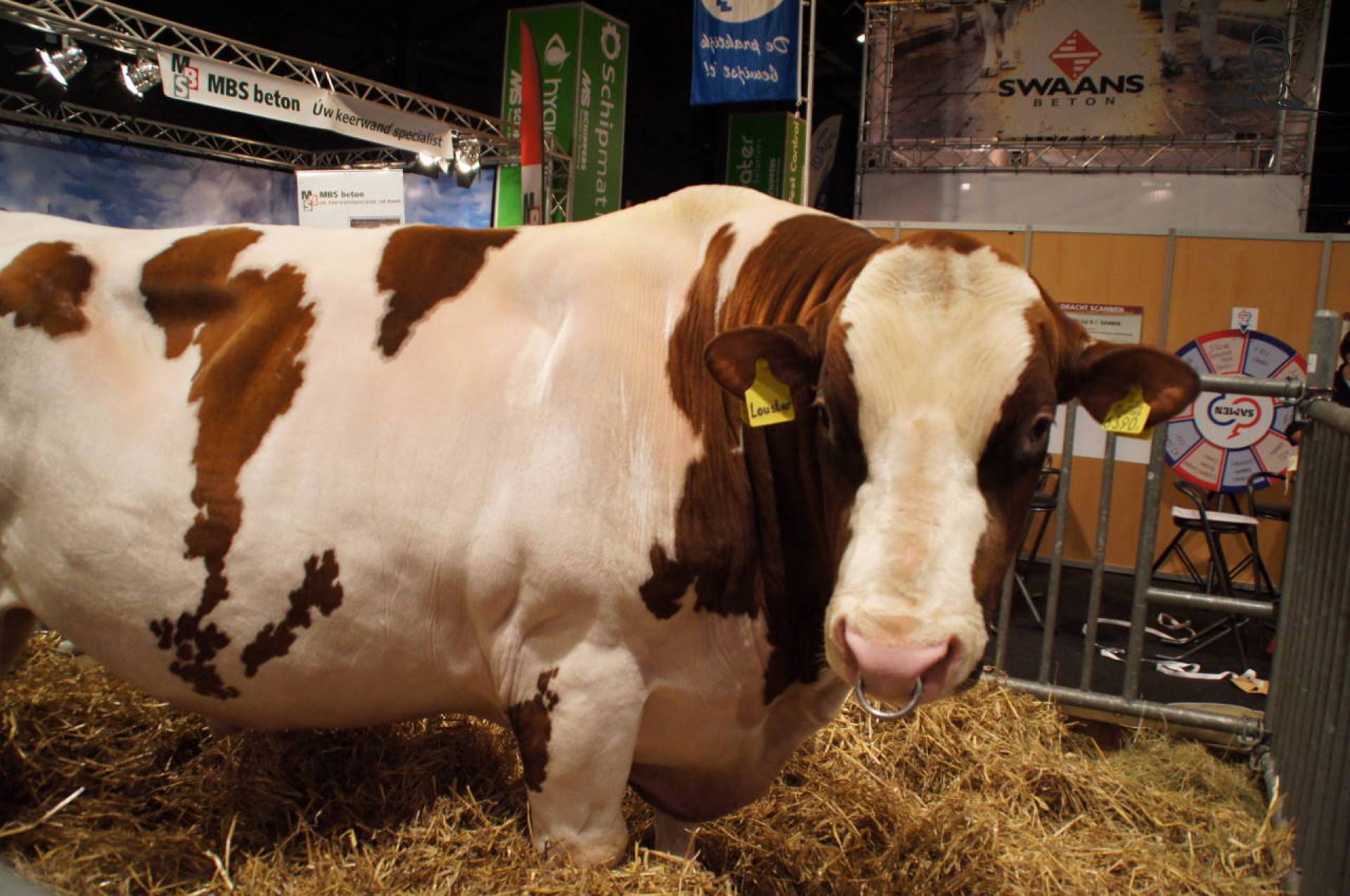 Stier op beurs Venray van maisboerke