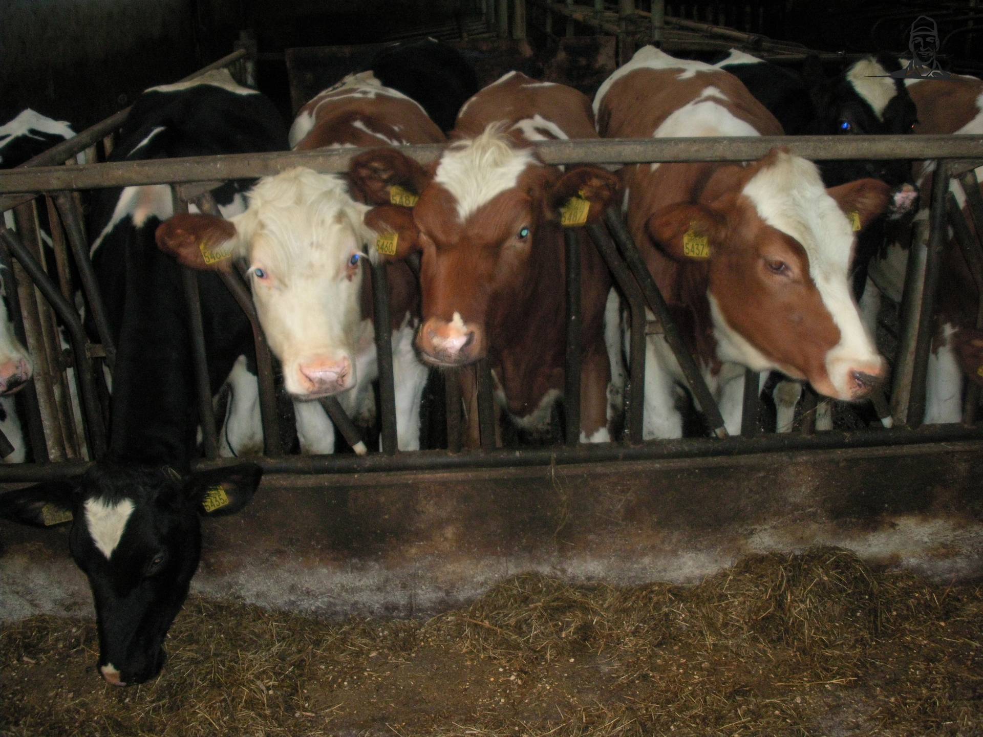 pinken van claasfan530