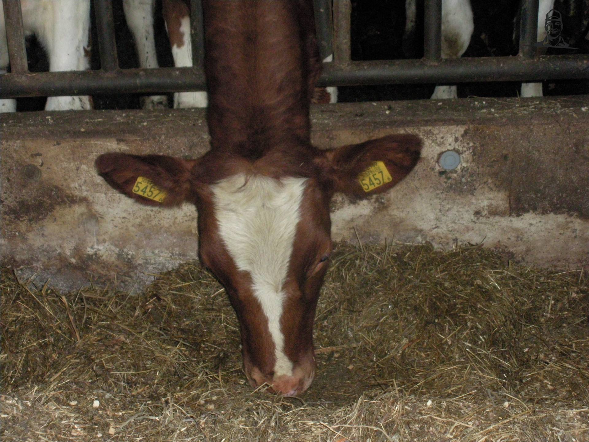 pinken van claasfan530