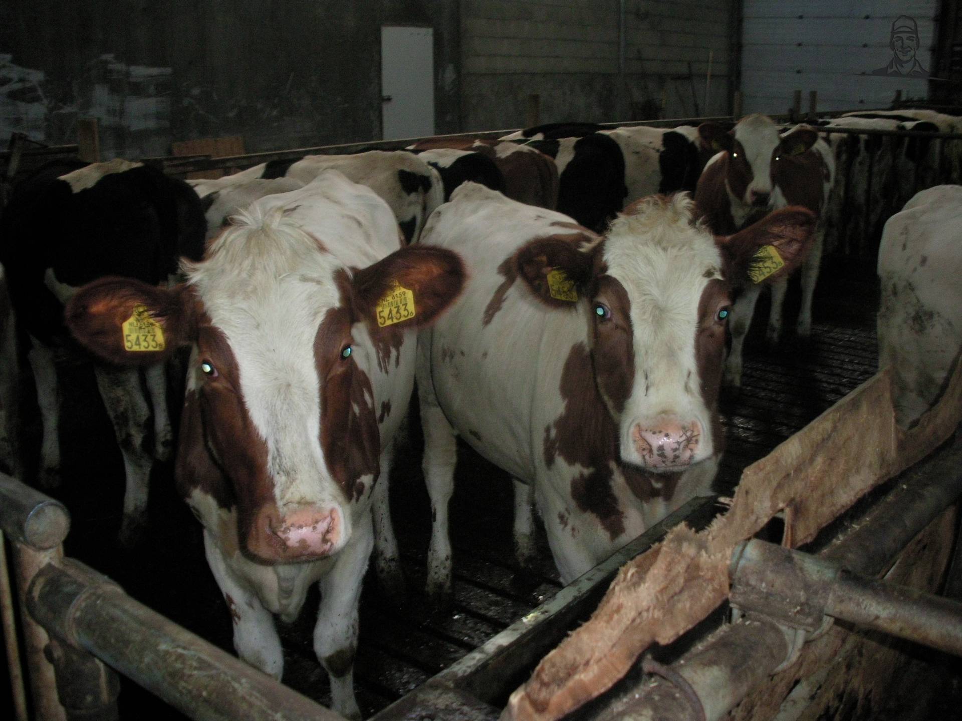 pinken van claasfan530