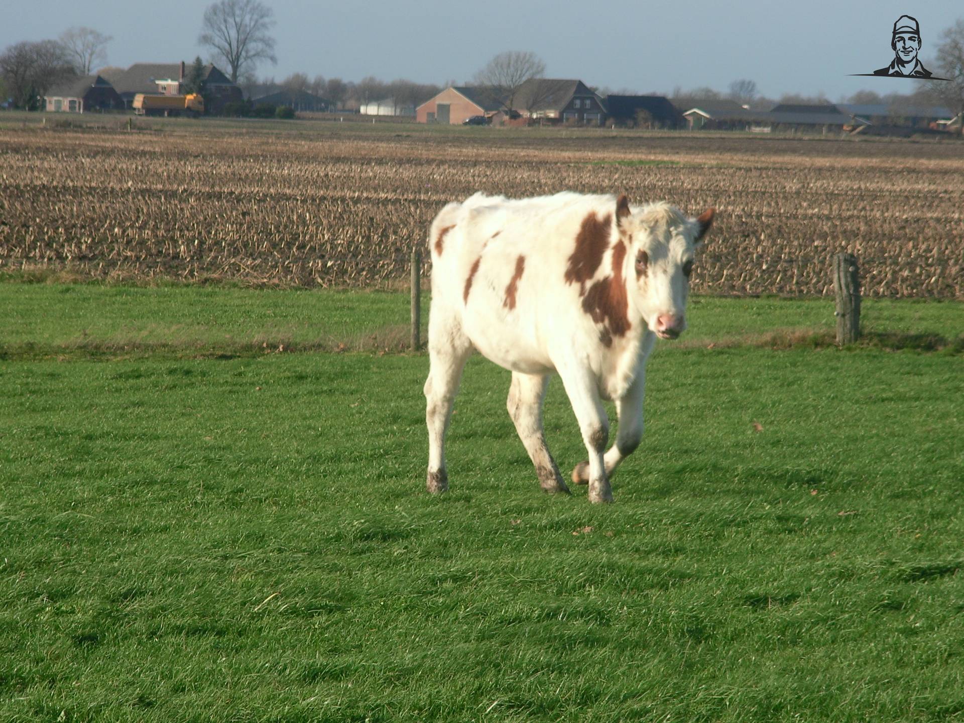 pinken van claasfan530