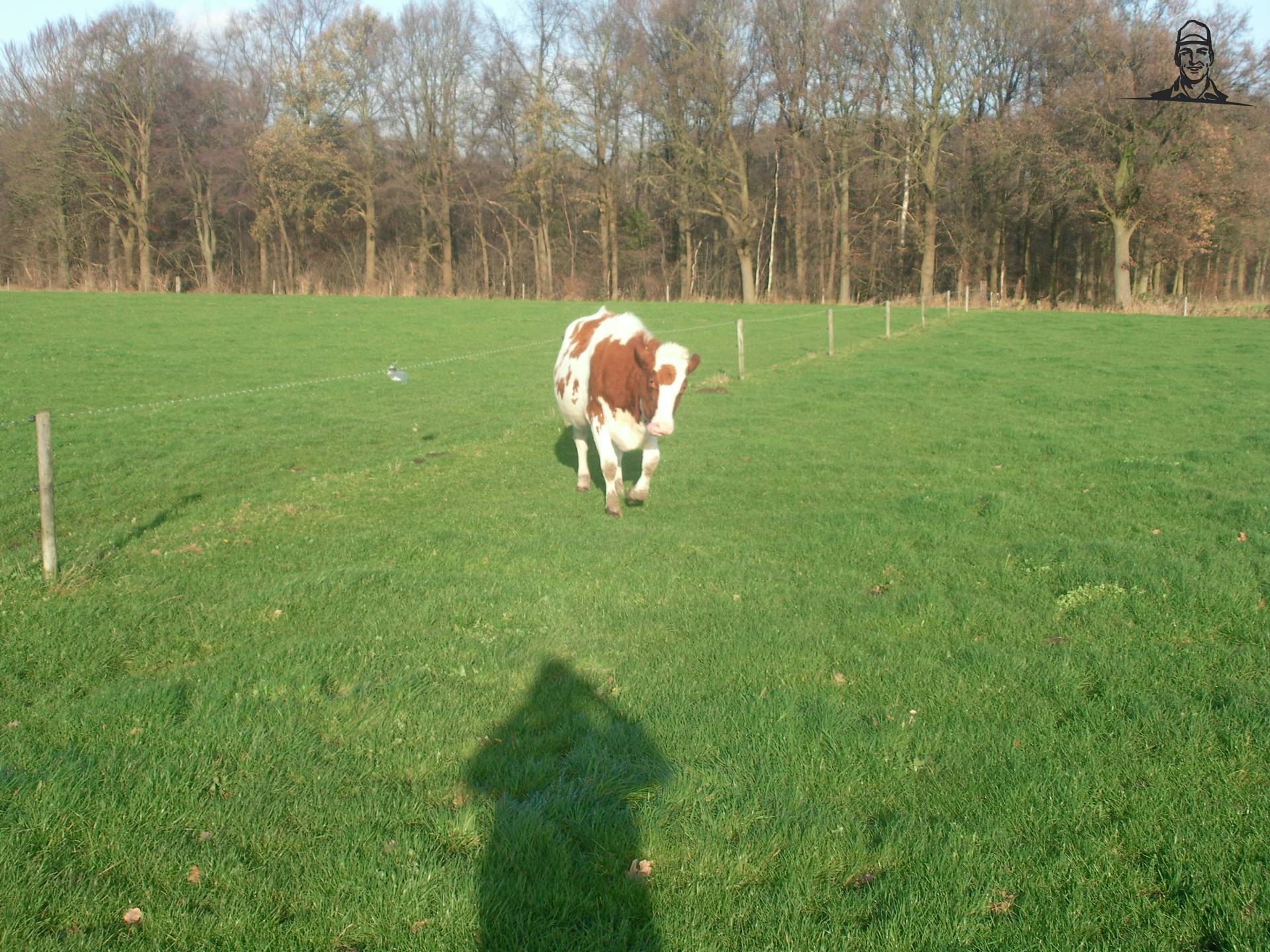 pinken van claasfan530