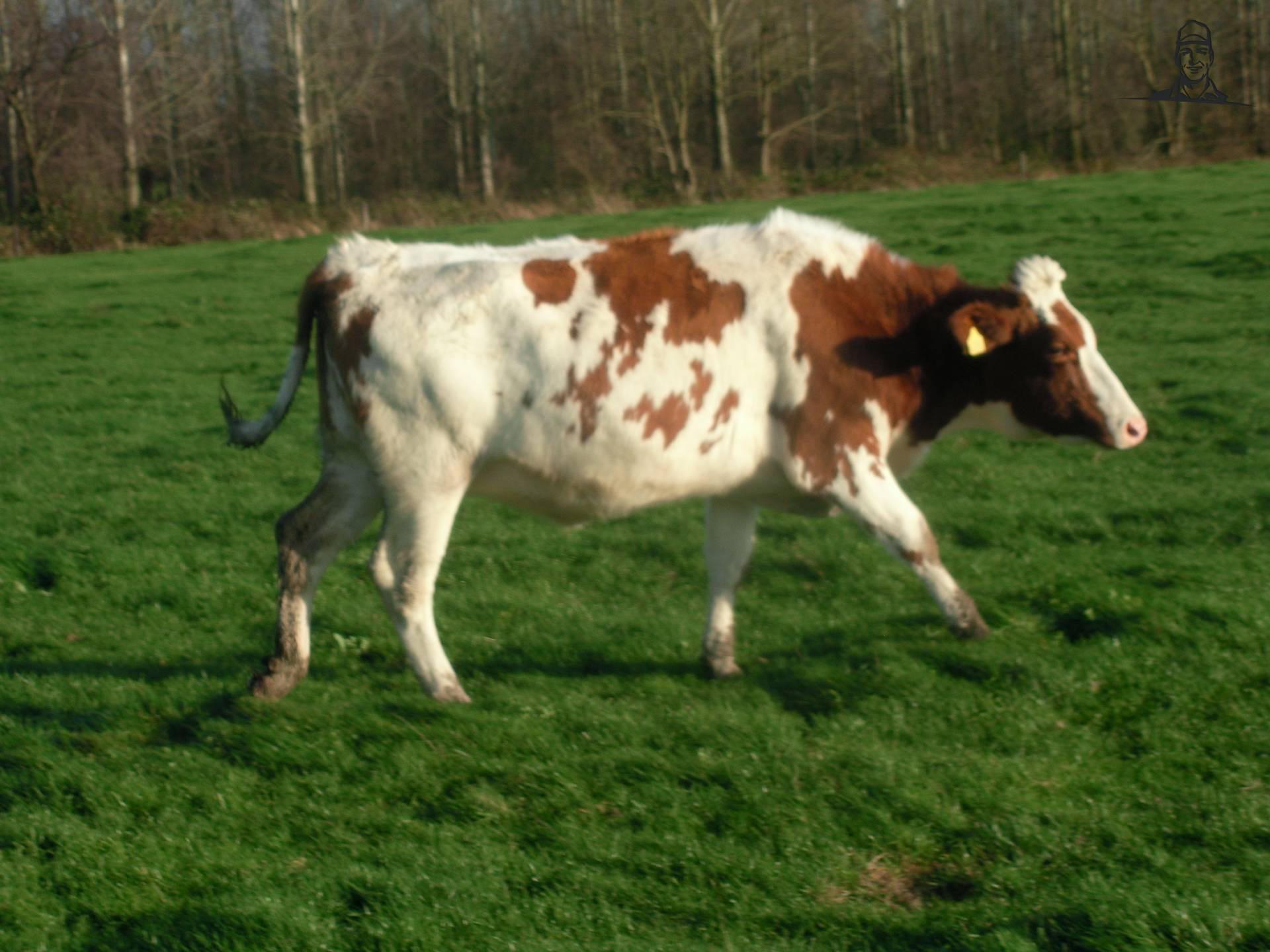 pinken van claasfan530