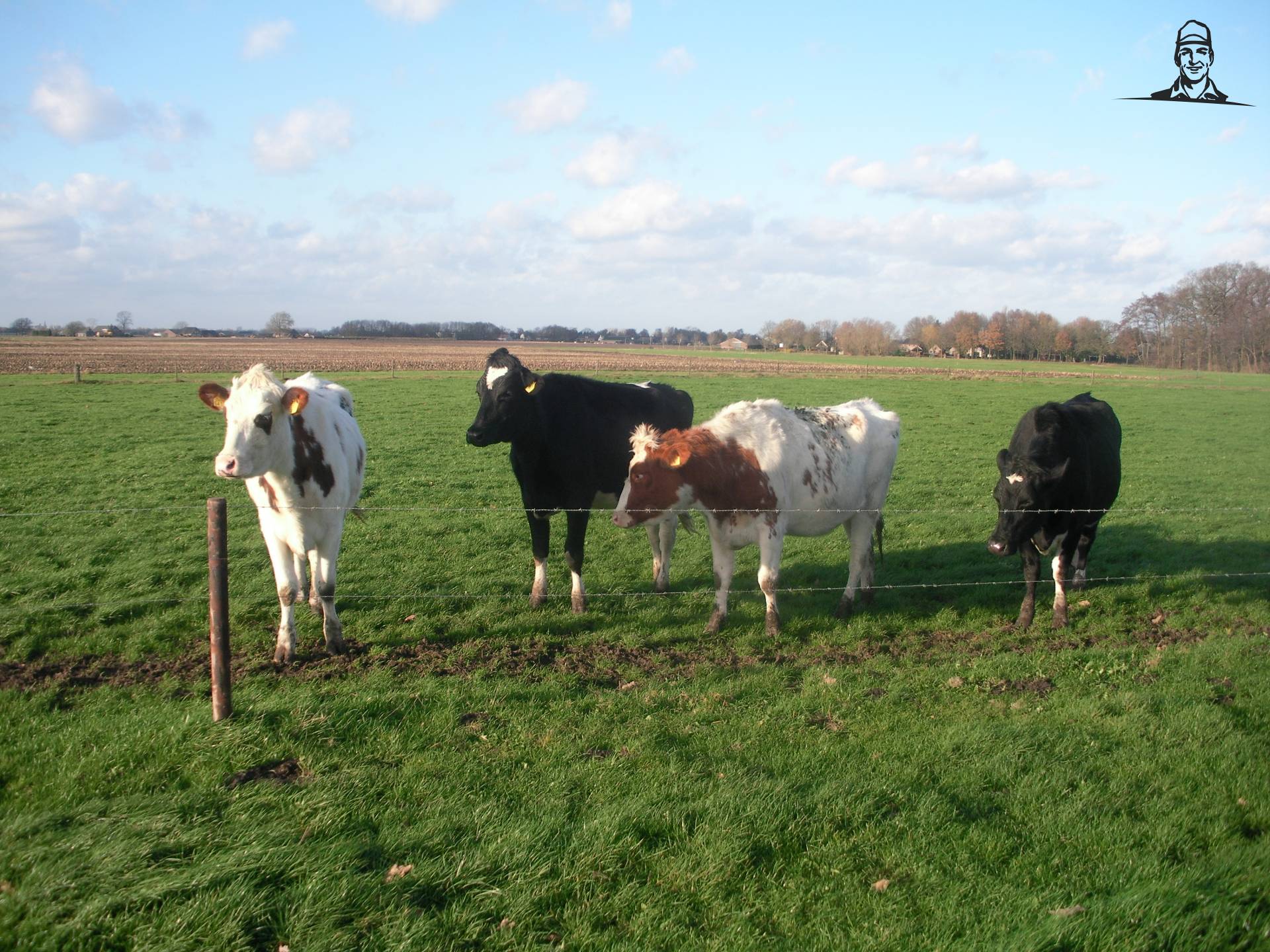 pinken van claasfan530