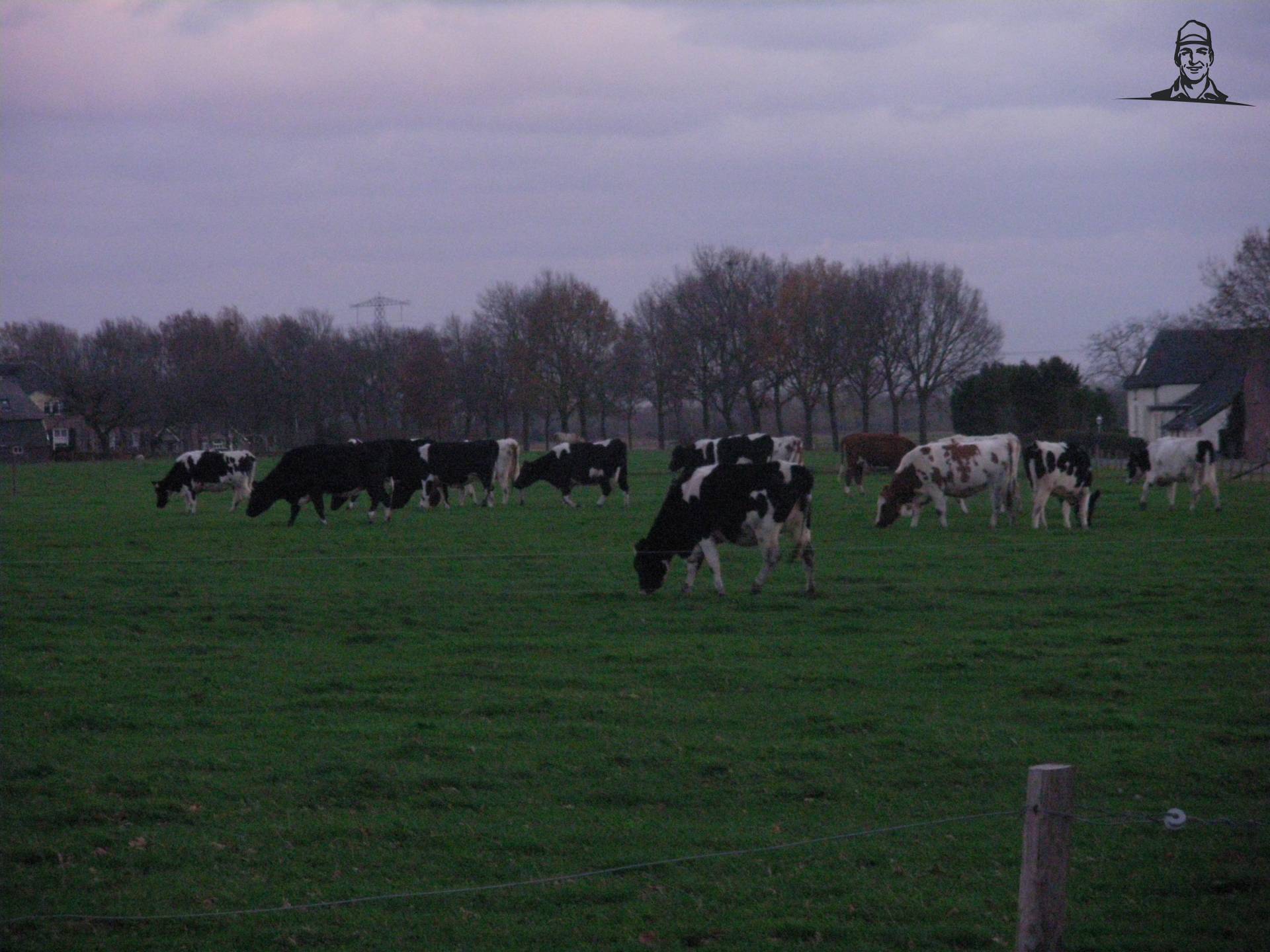 pinken van claasfan530