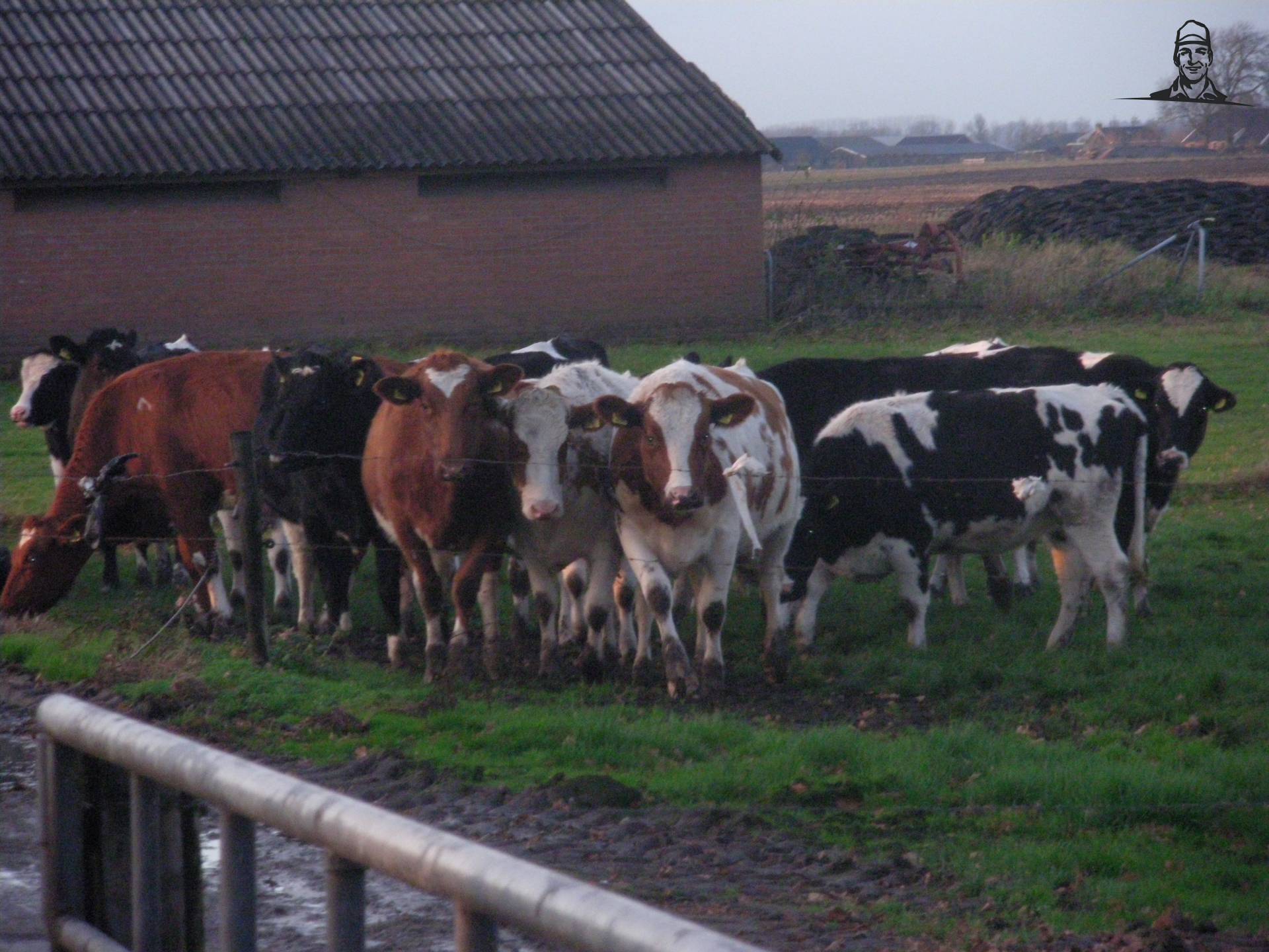 pinken van claasfan530