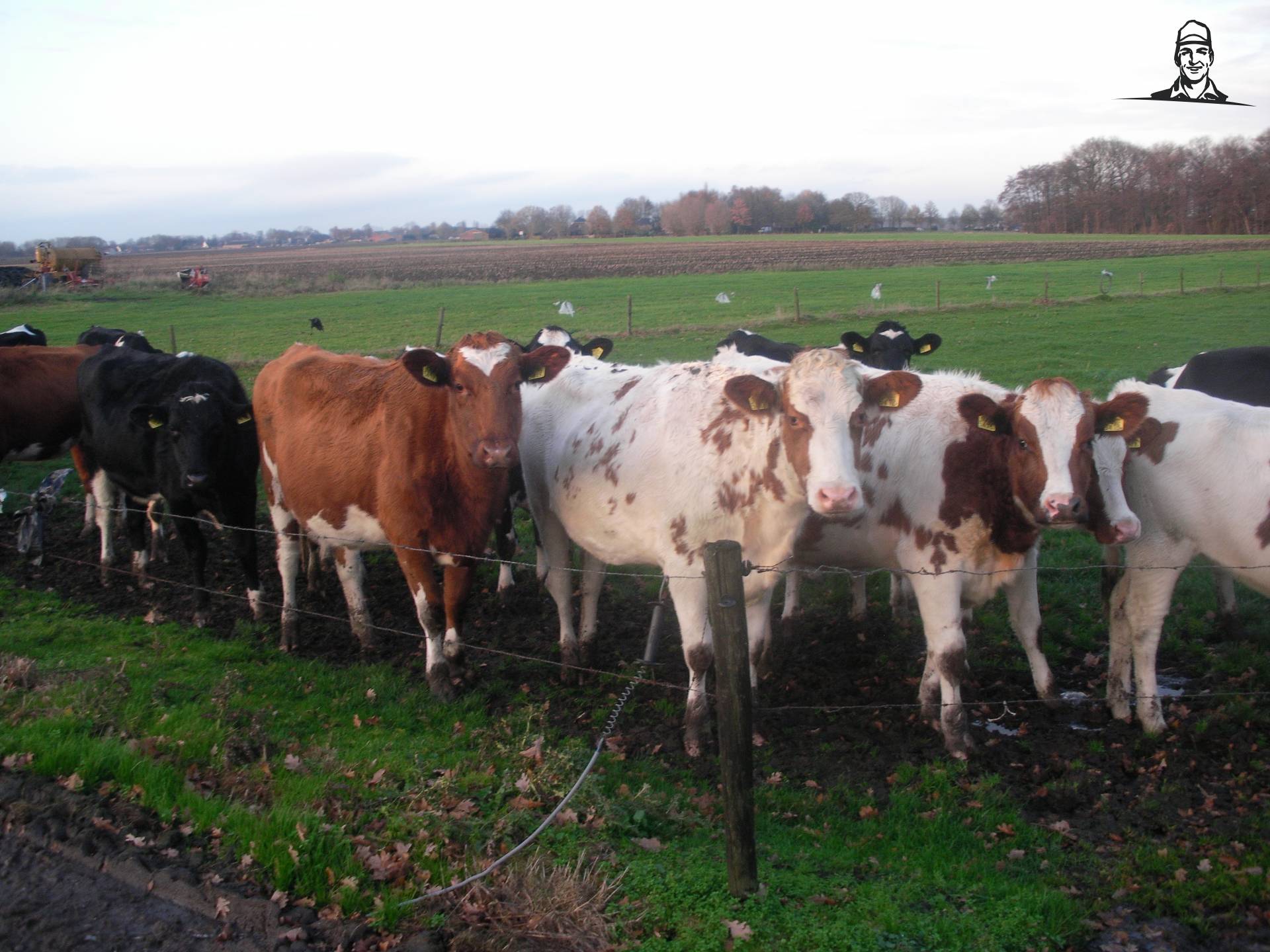 pinken van claasfan530