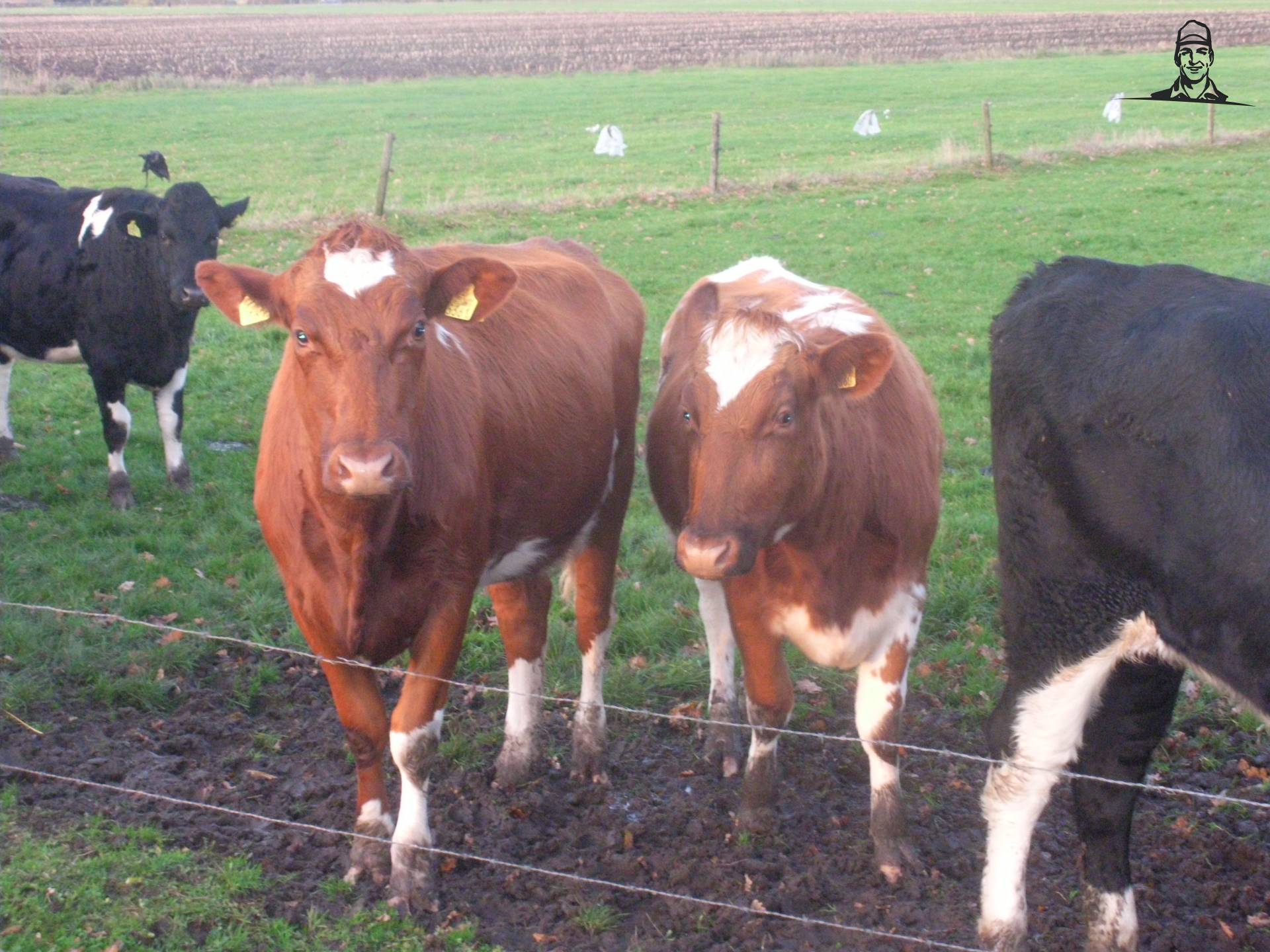 pinken van claasfan530