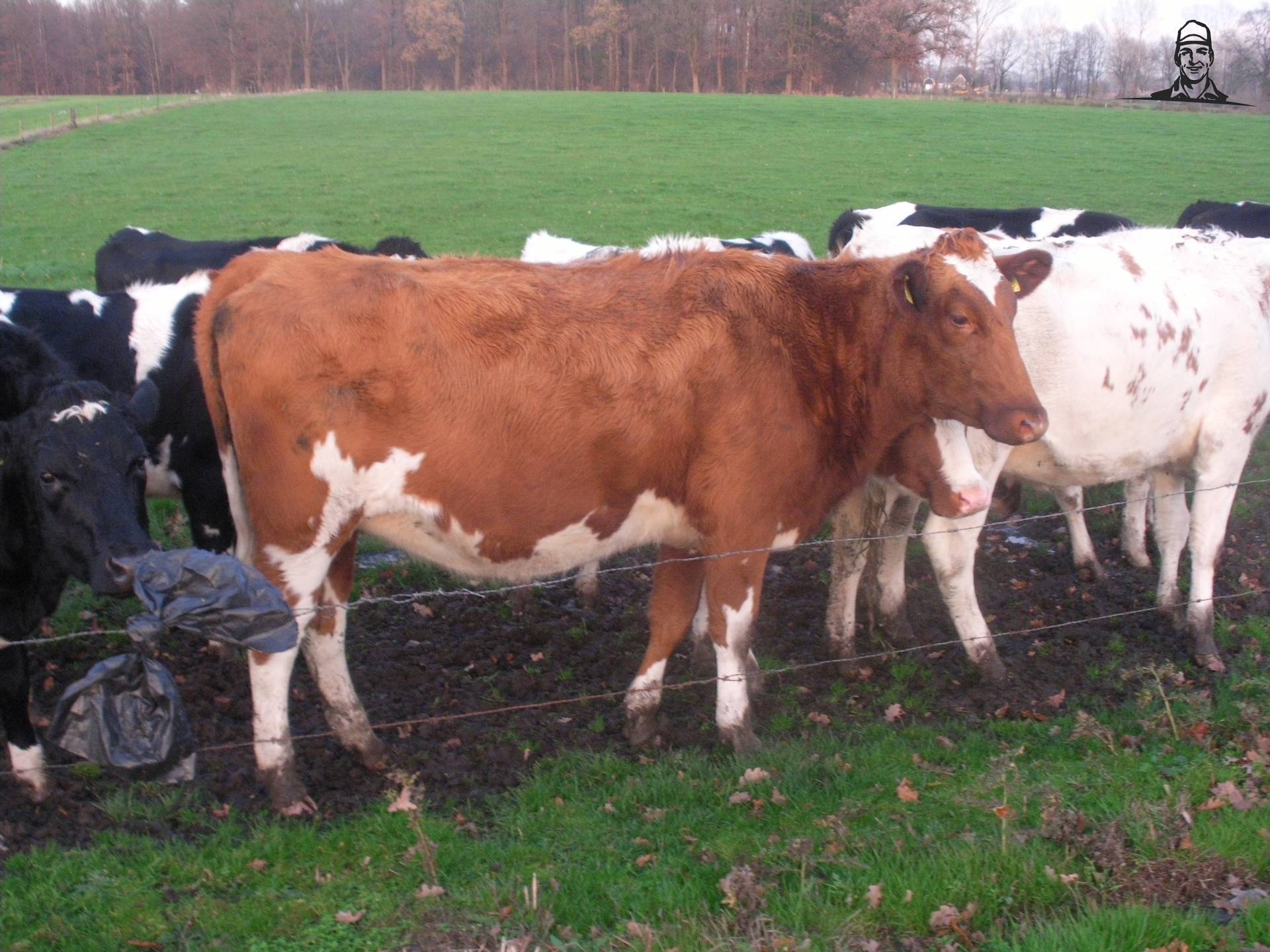 pinken van claasfan530