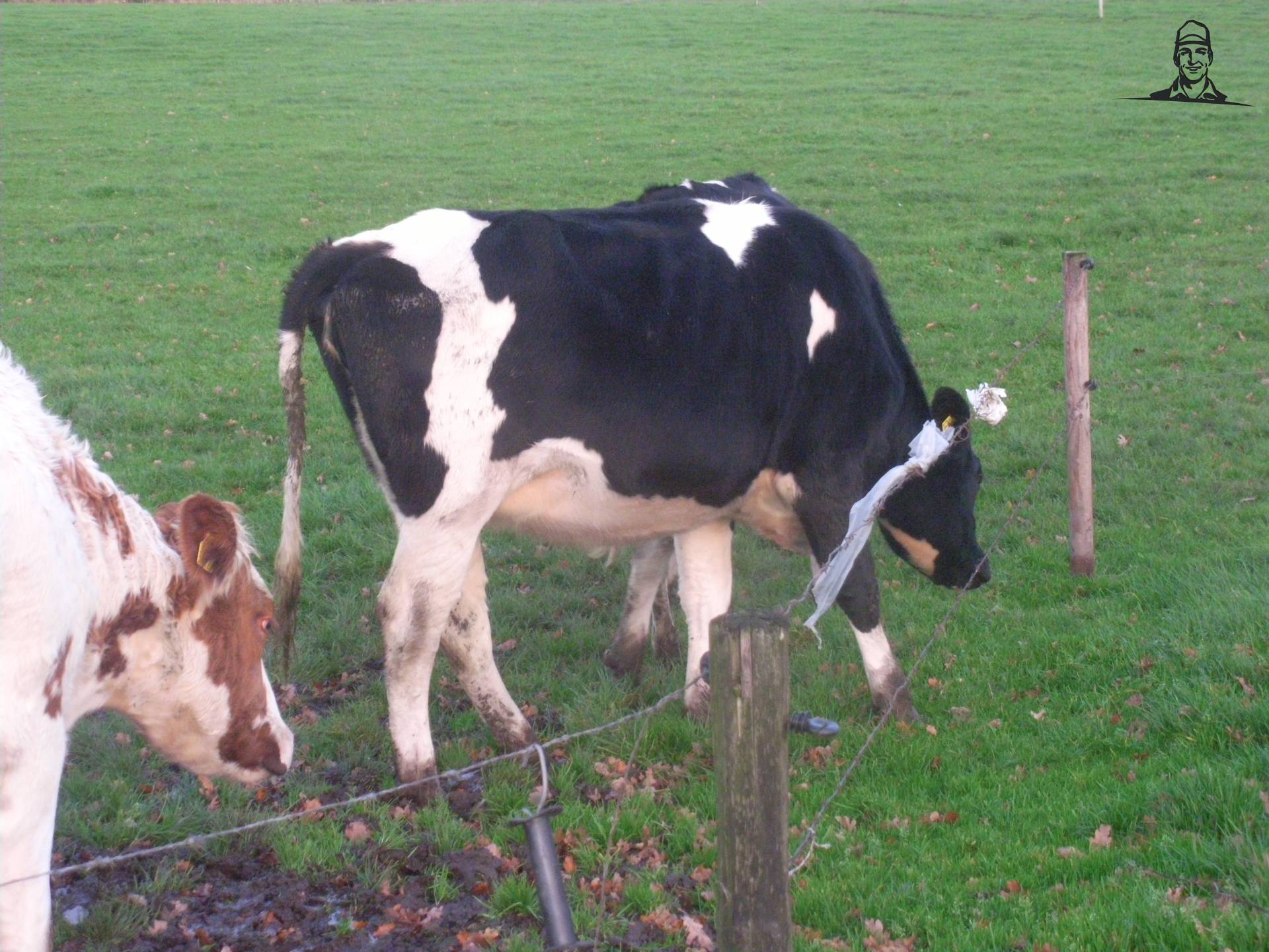 pinken van claasfan530