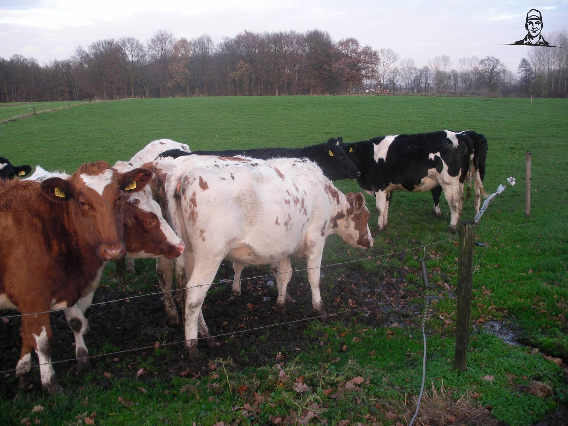 pinken van claasfan530