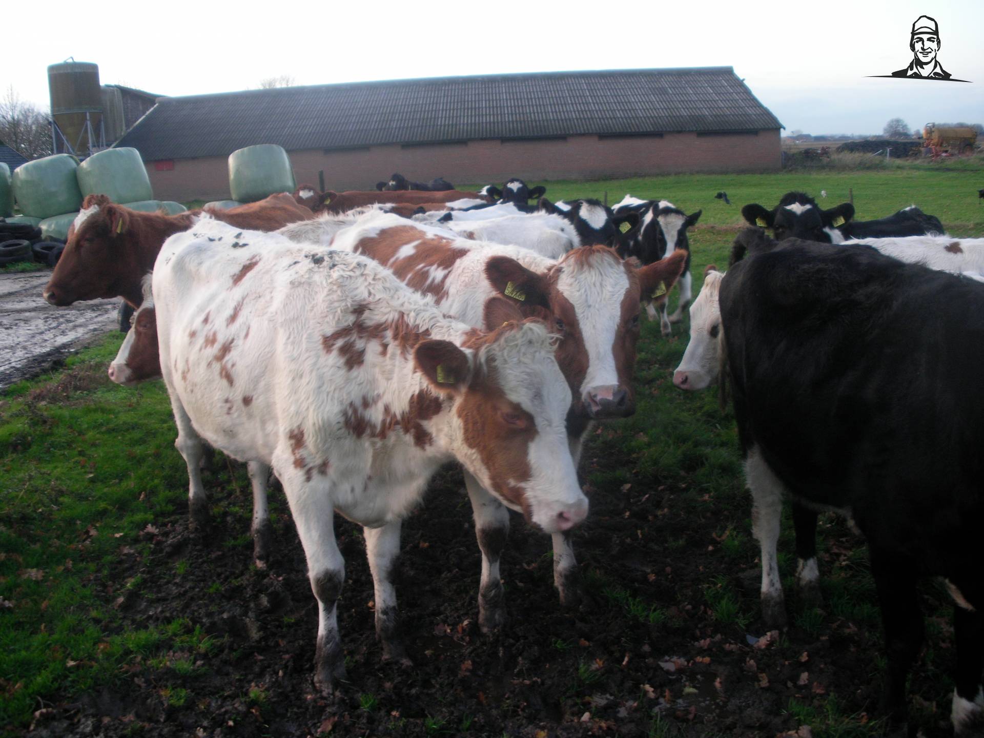 pinken van claasfan530