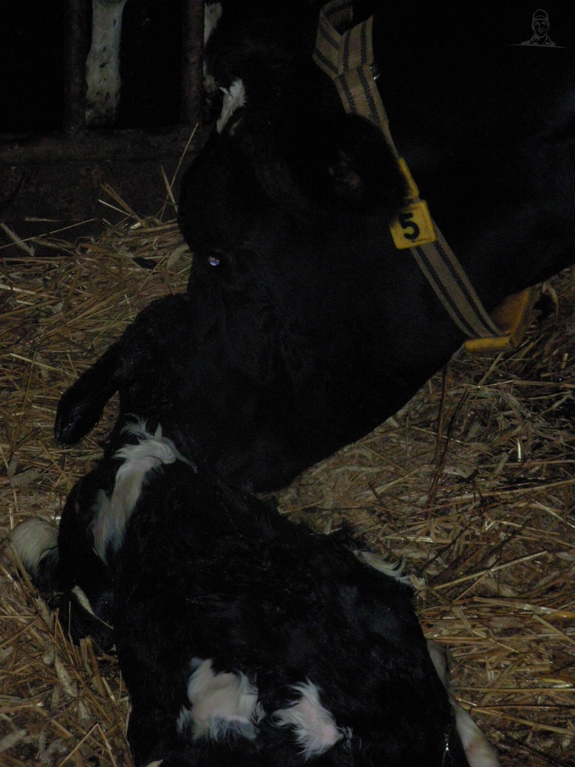 afkalven van claasfan530