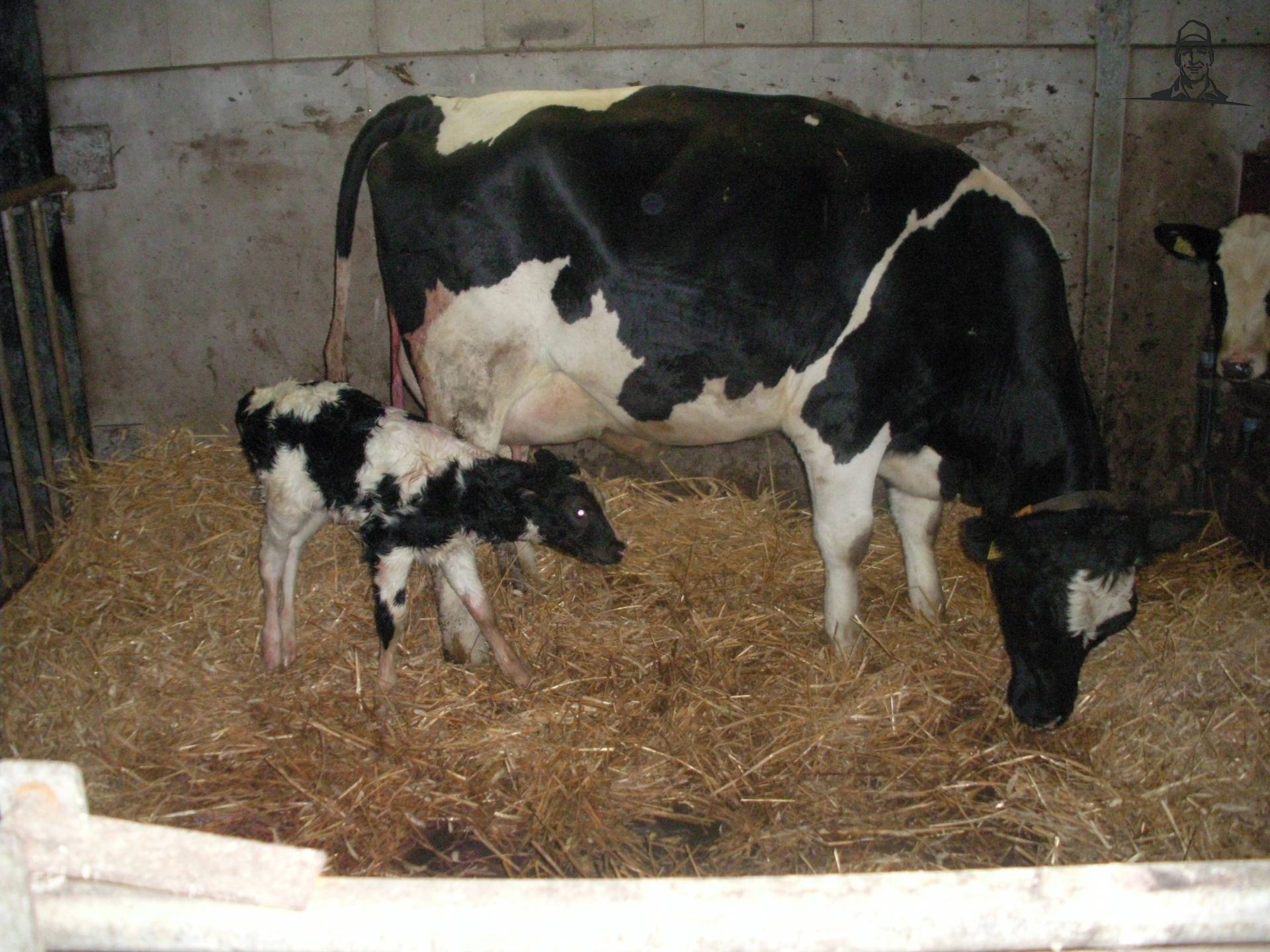 afkalven van claasfan530