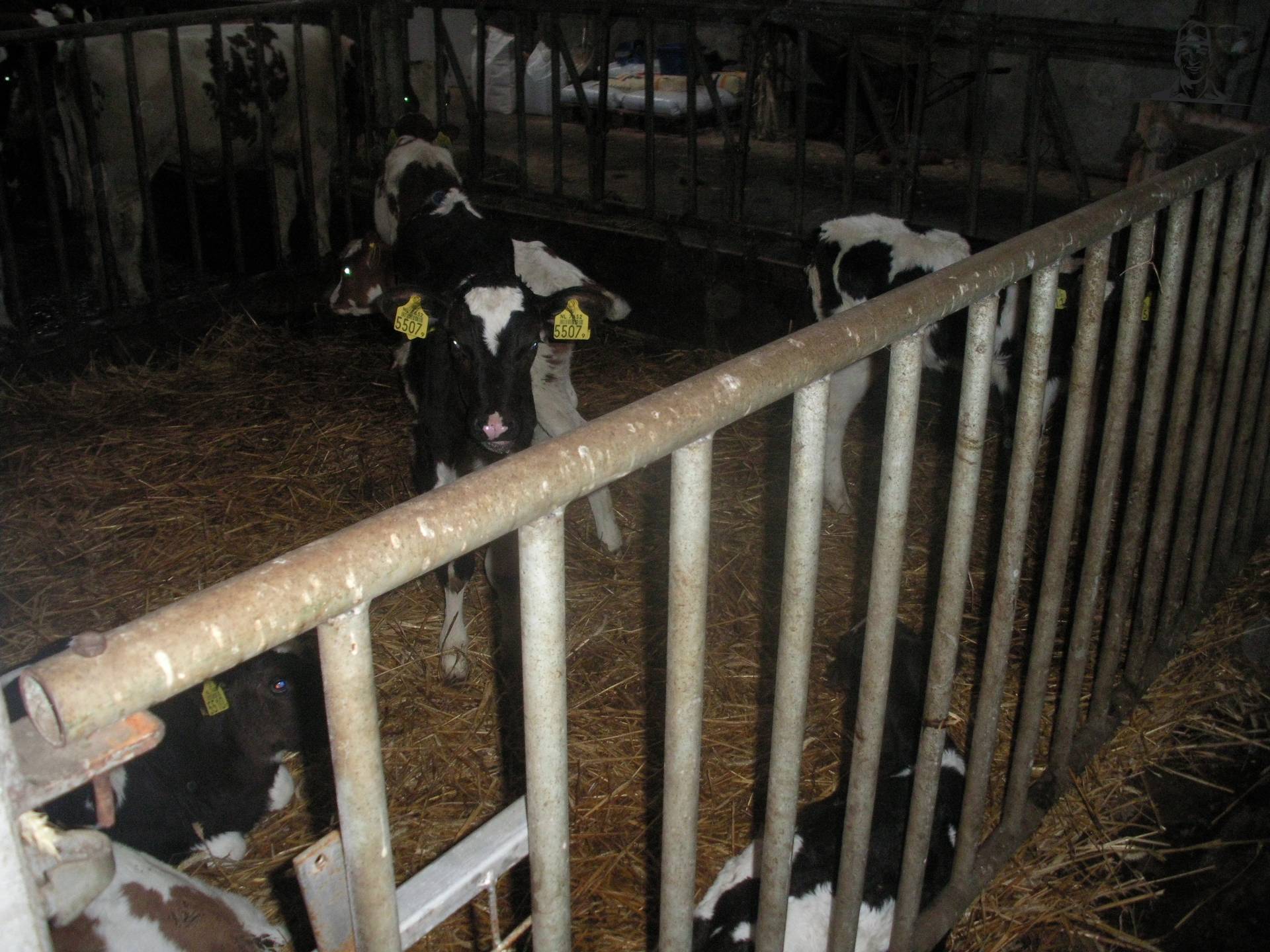 kalveren van claasfan530