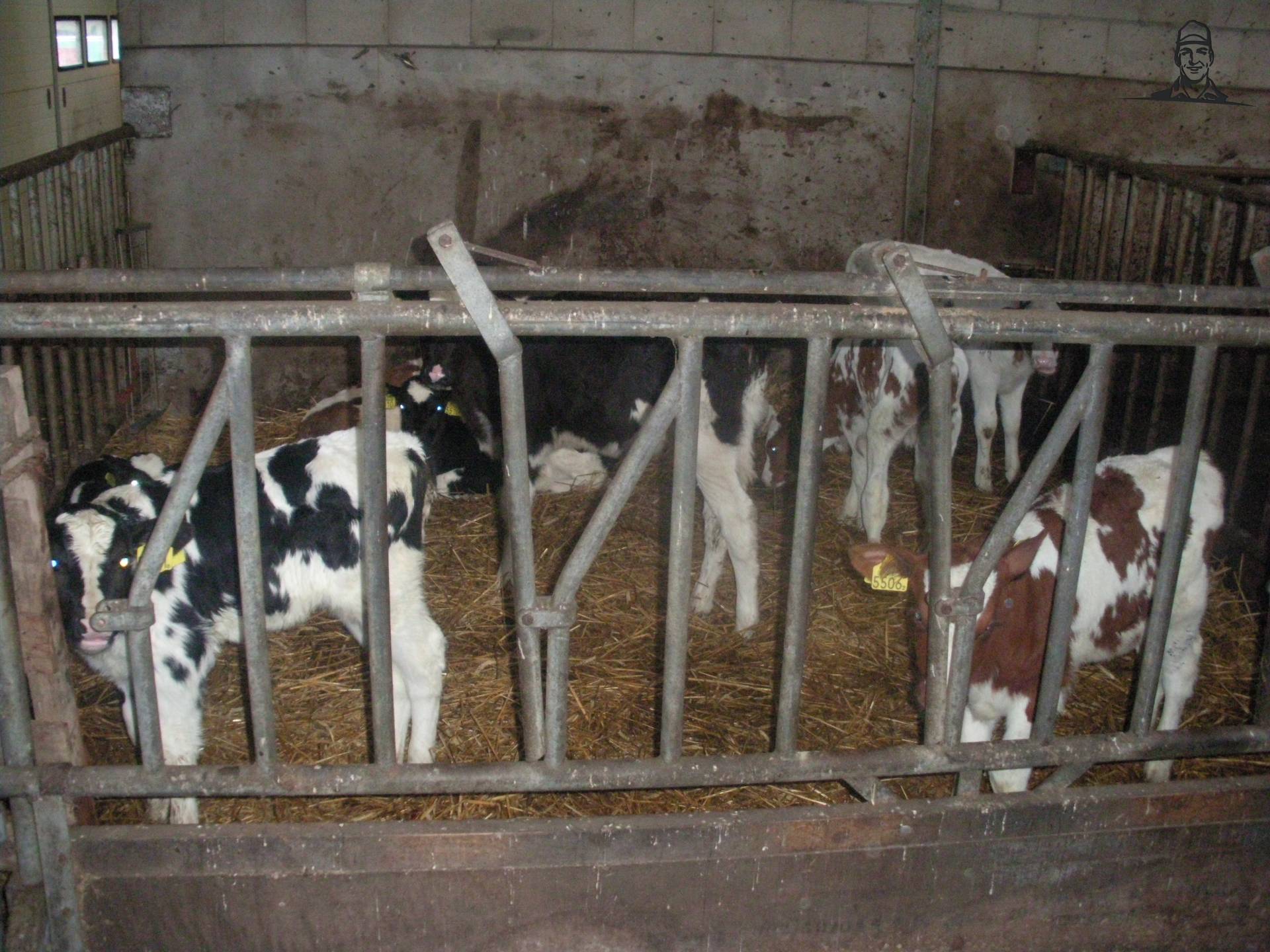 kalveren van claasfan530