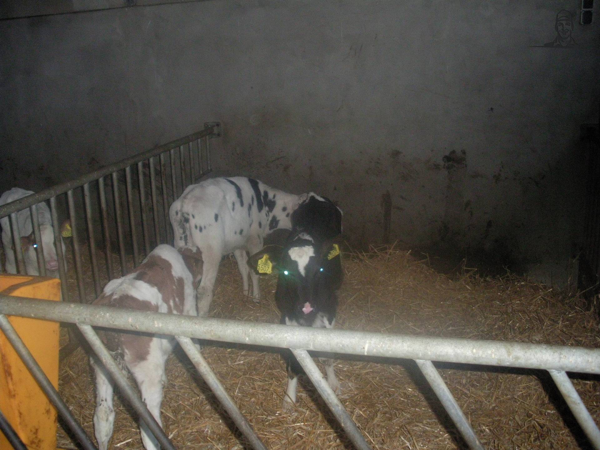 kalveren van claasfan530