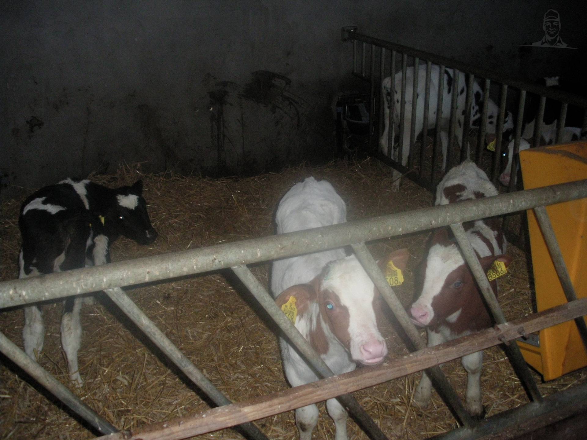 kalveren van claasfan530