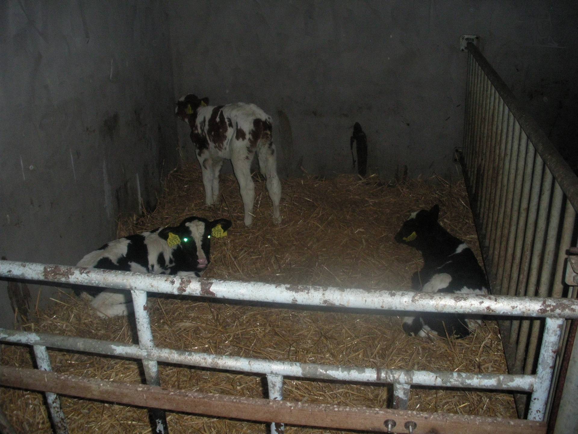 kalveren van claasfan530