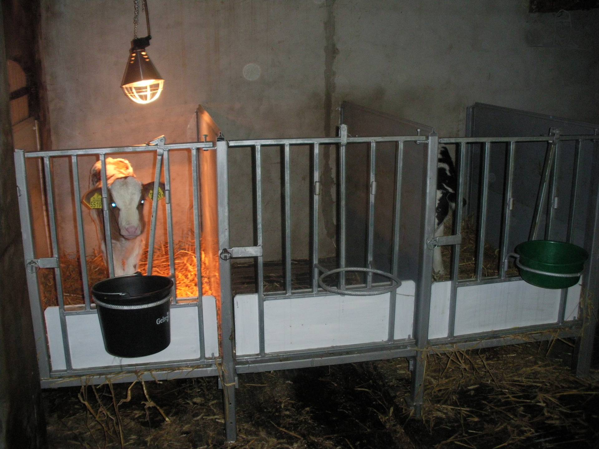 kalveren van claasfan530