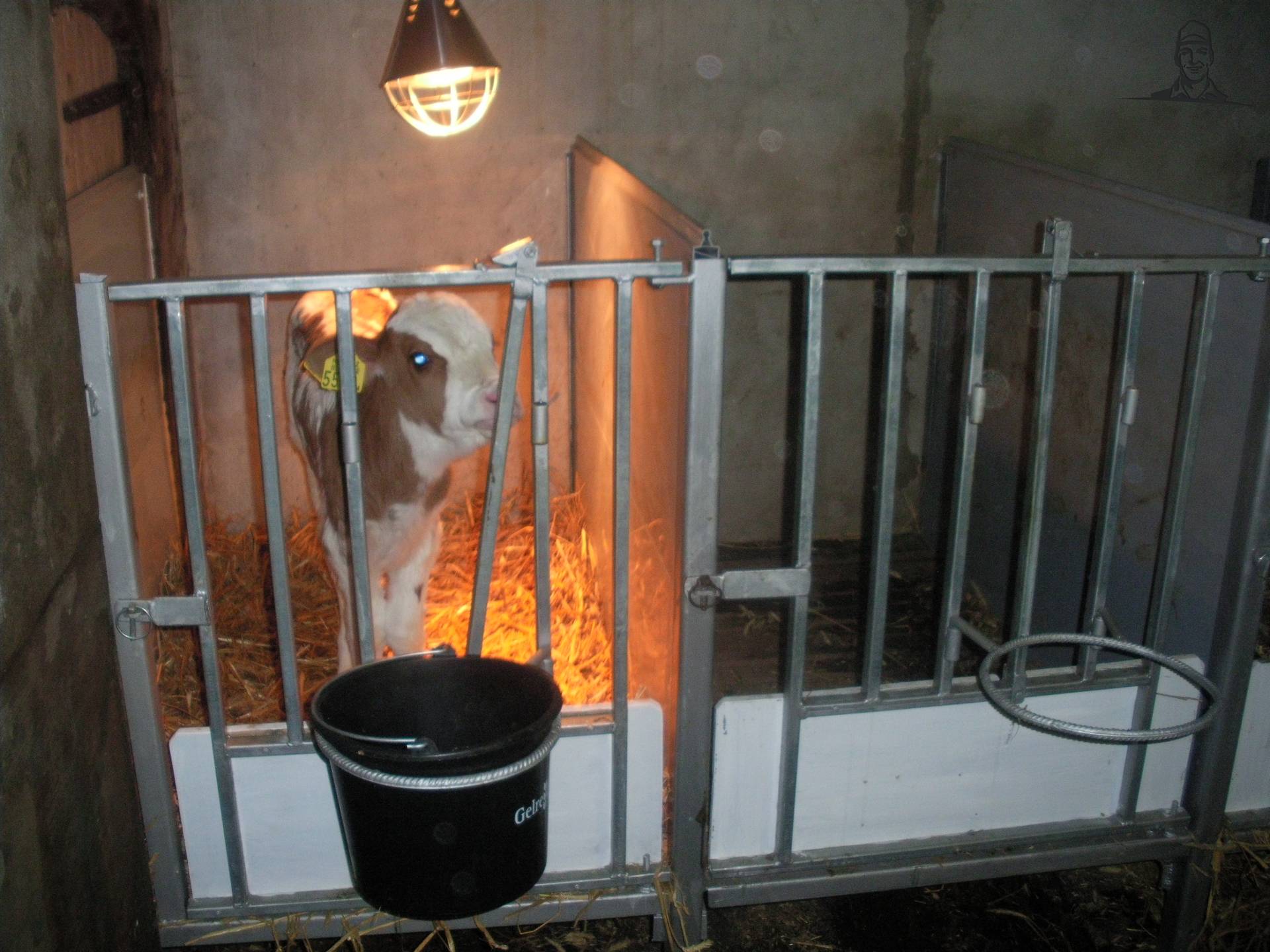 kalveren van claasfan530