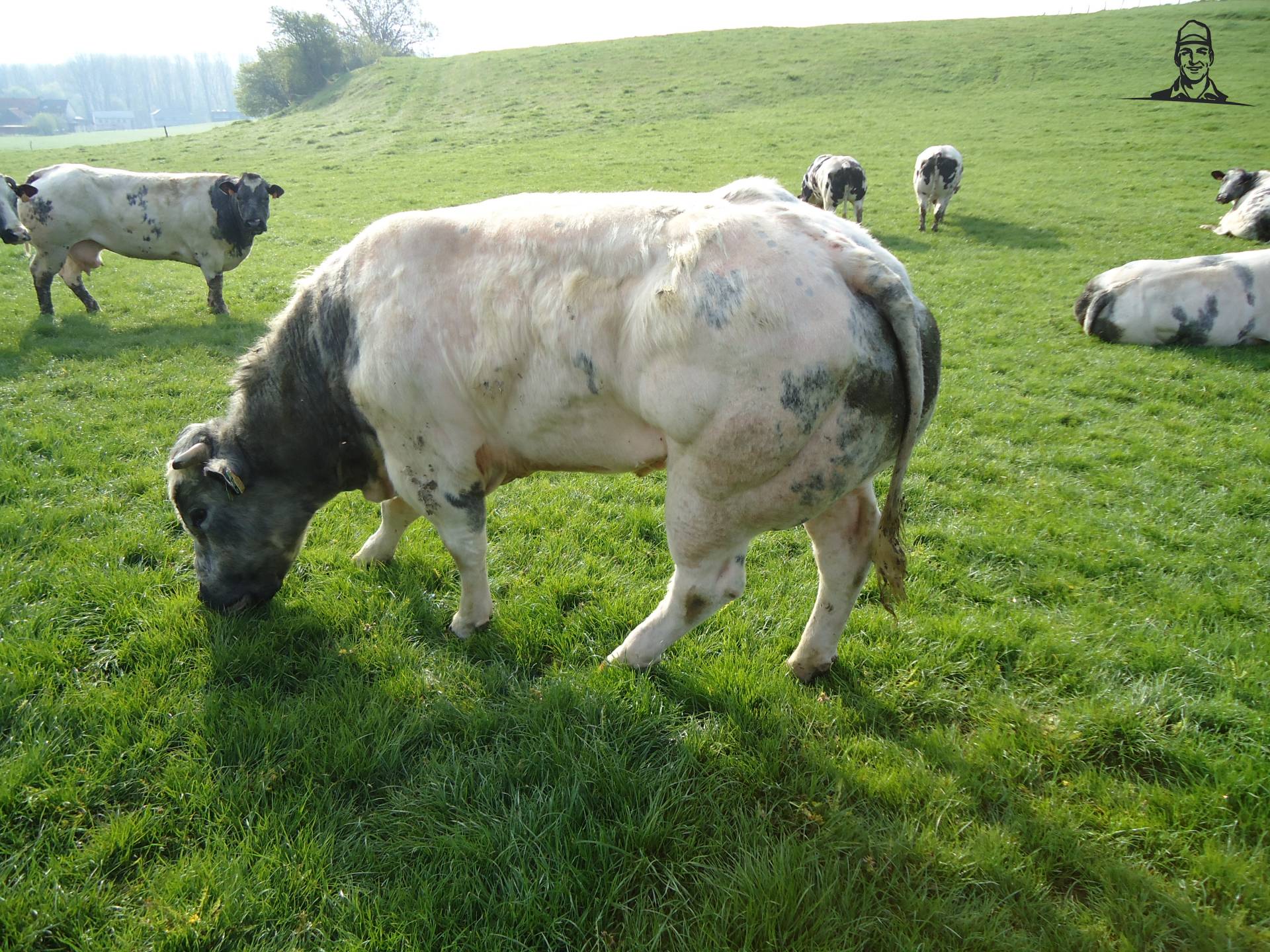 Stier van Jonass