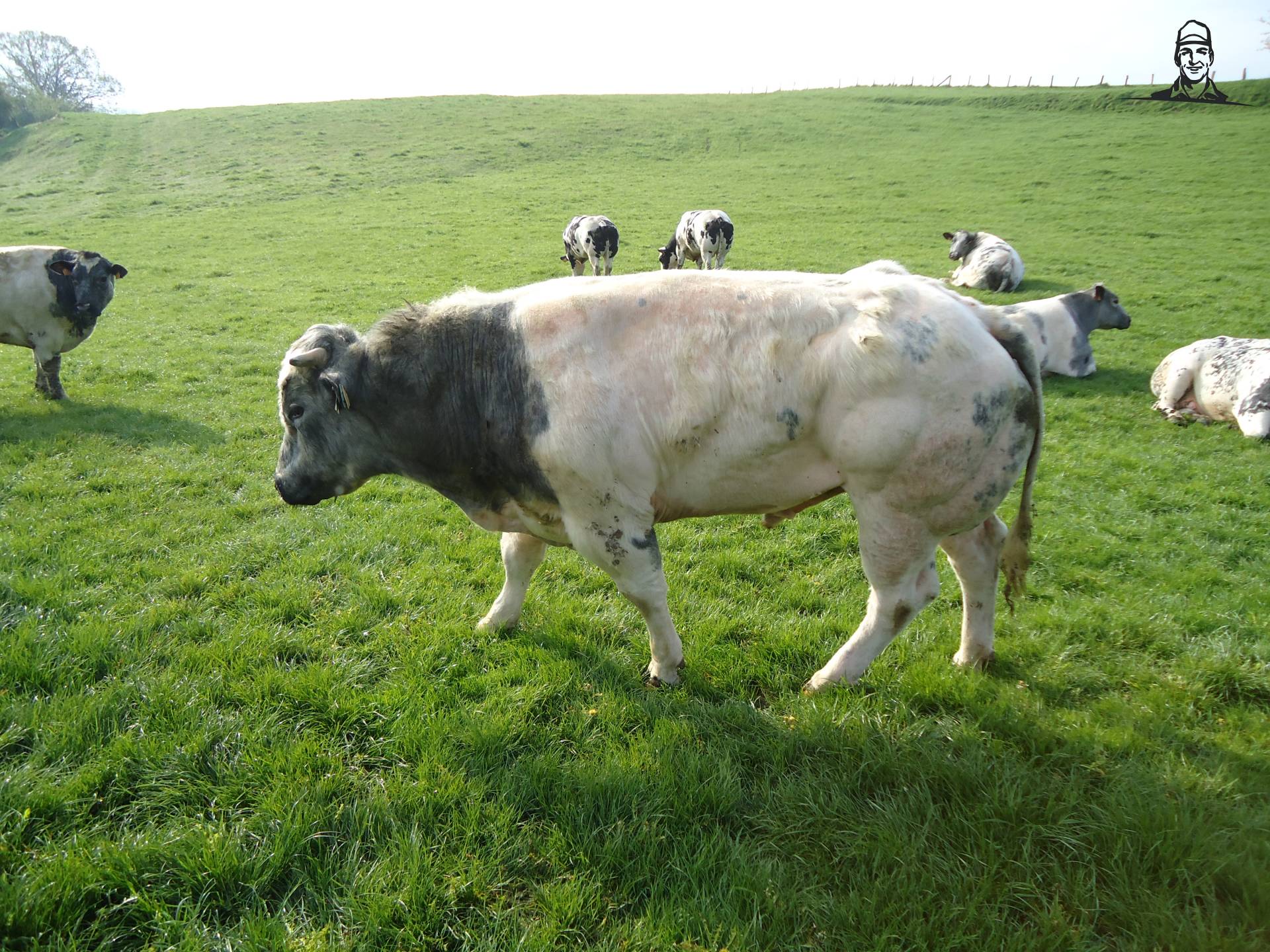 Stier van Jonass