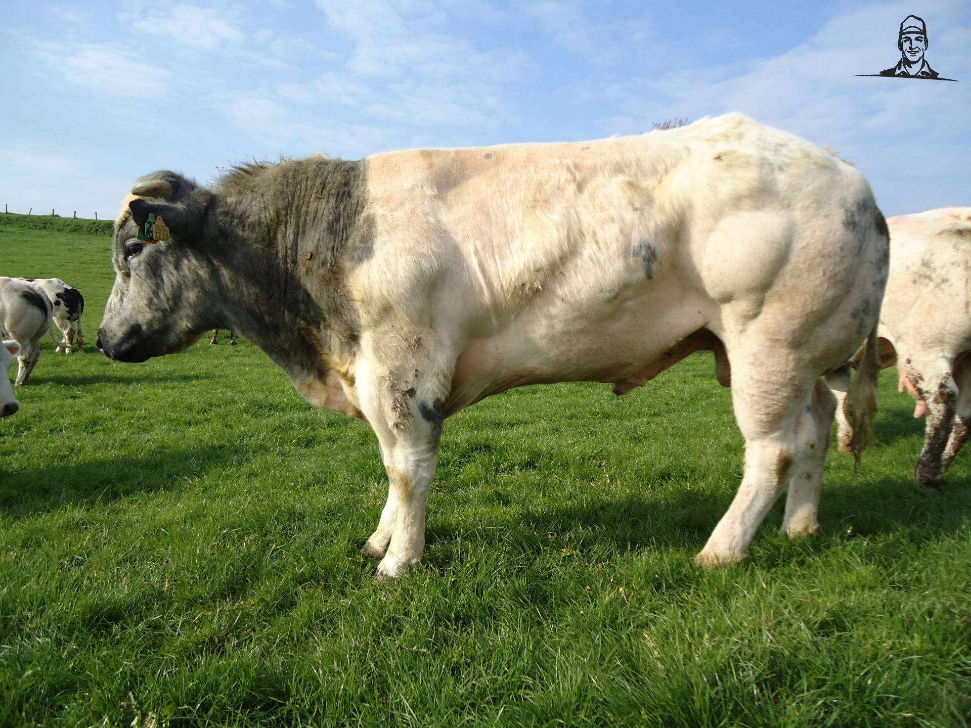 Stier van Jonass