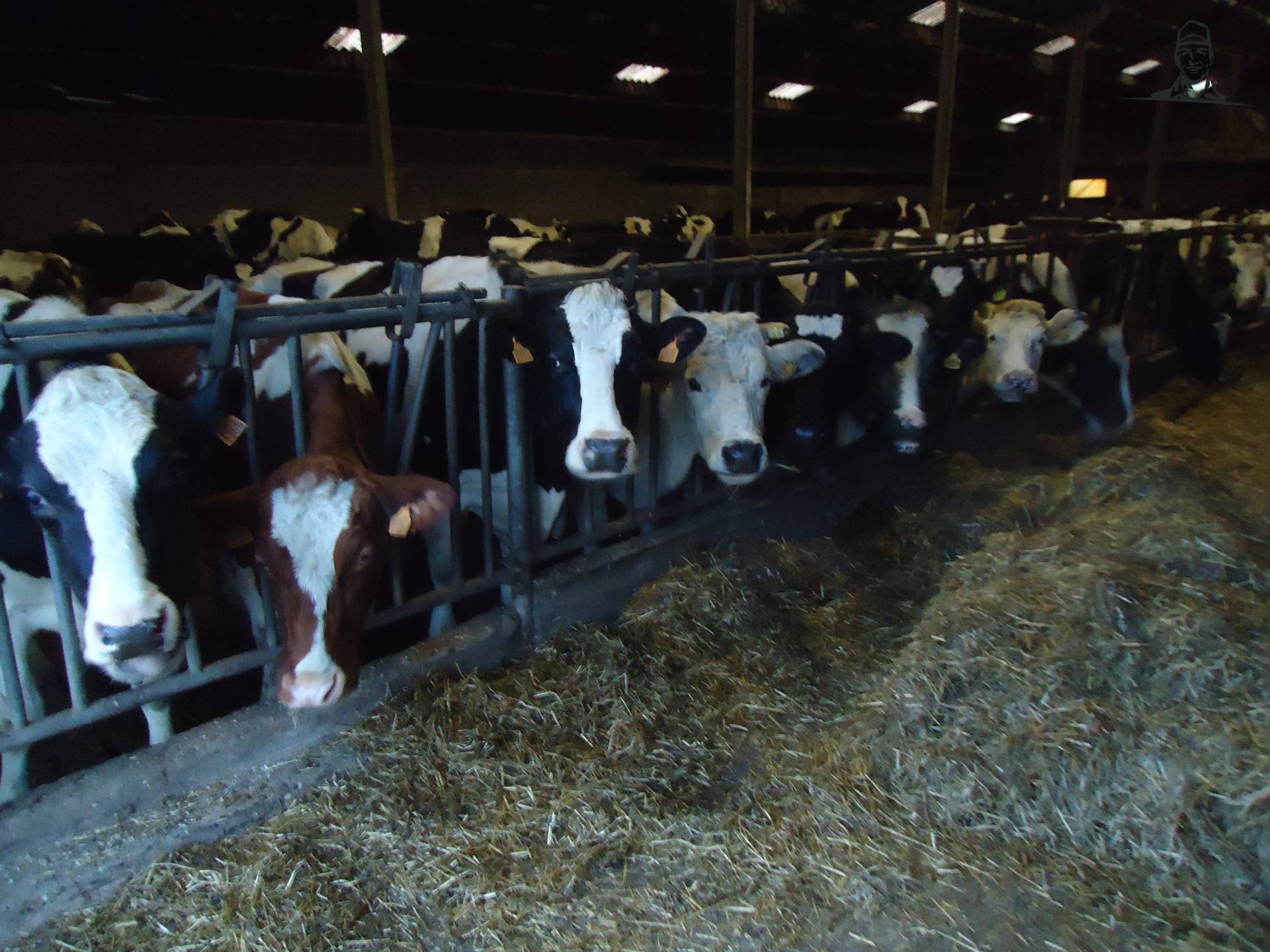 Melkoeien aan het voederhek van Jonass