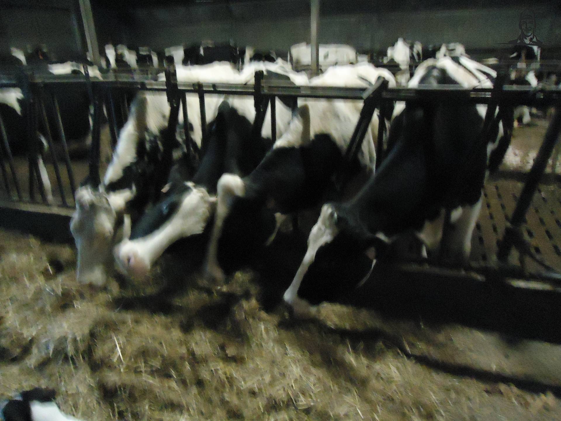 Melkoeien aan het voederhek van Jonass