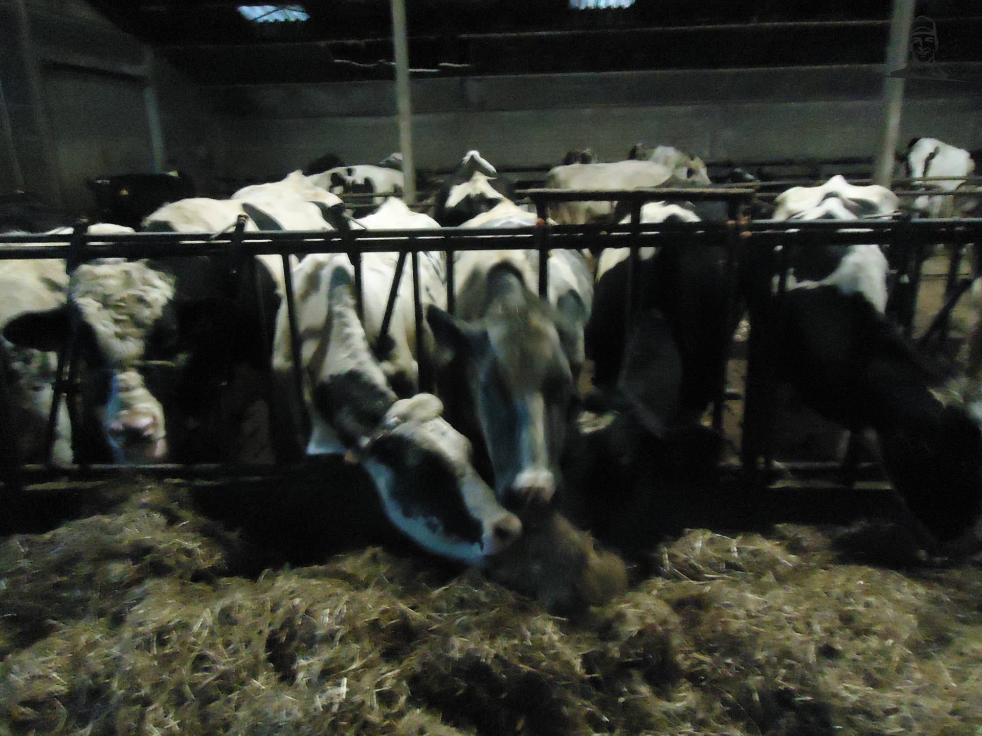 Melkoeien aan het voederhek van Jonass