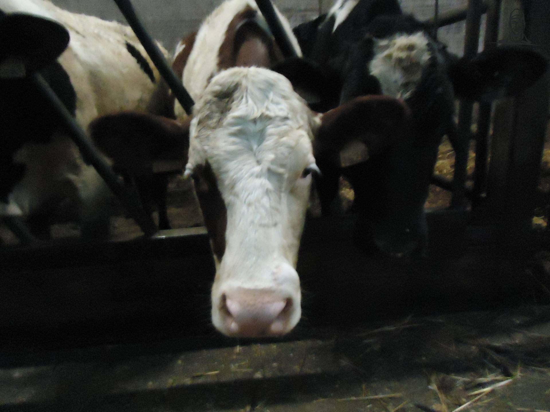 Monbeliarde vaars van Jonass