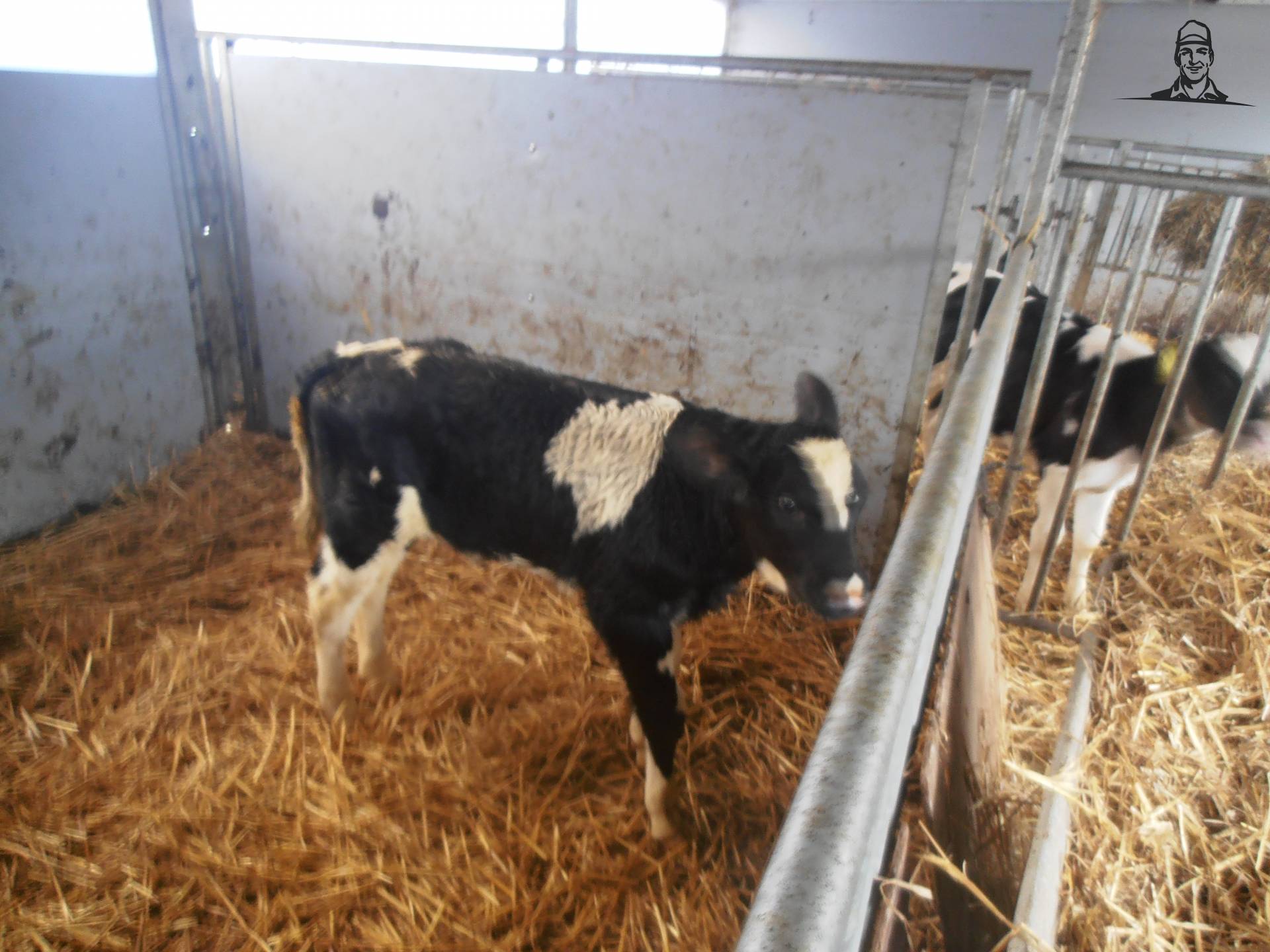 gewoon zwartbont kalf, had een geboorte gewicht van 70+ kg!  van japie82