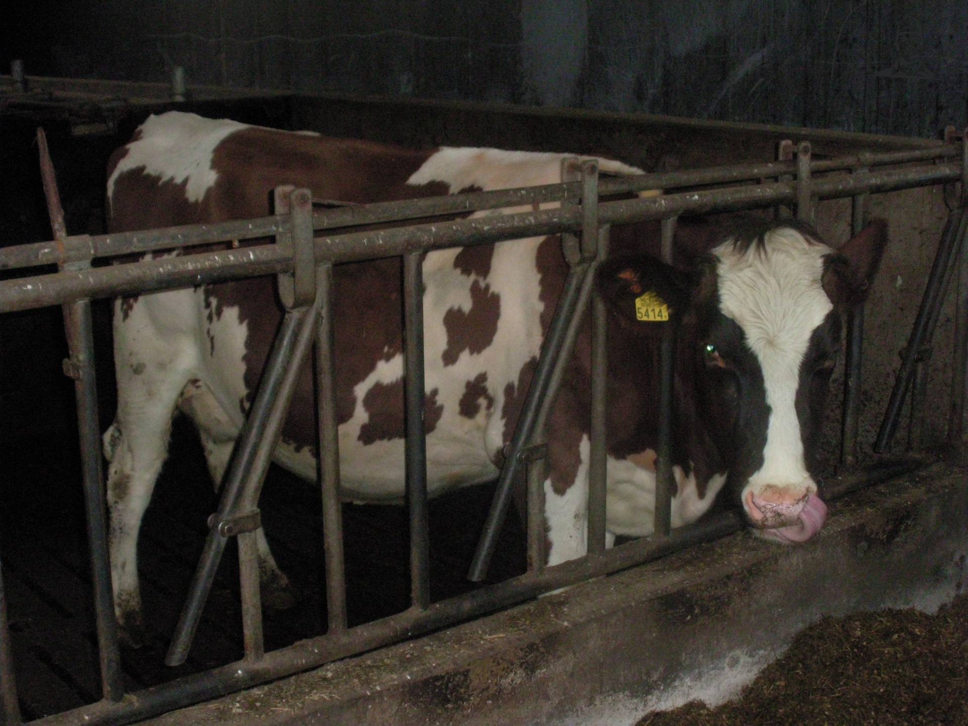 pinken van claasfan530