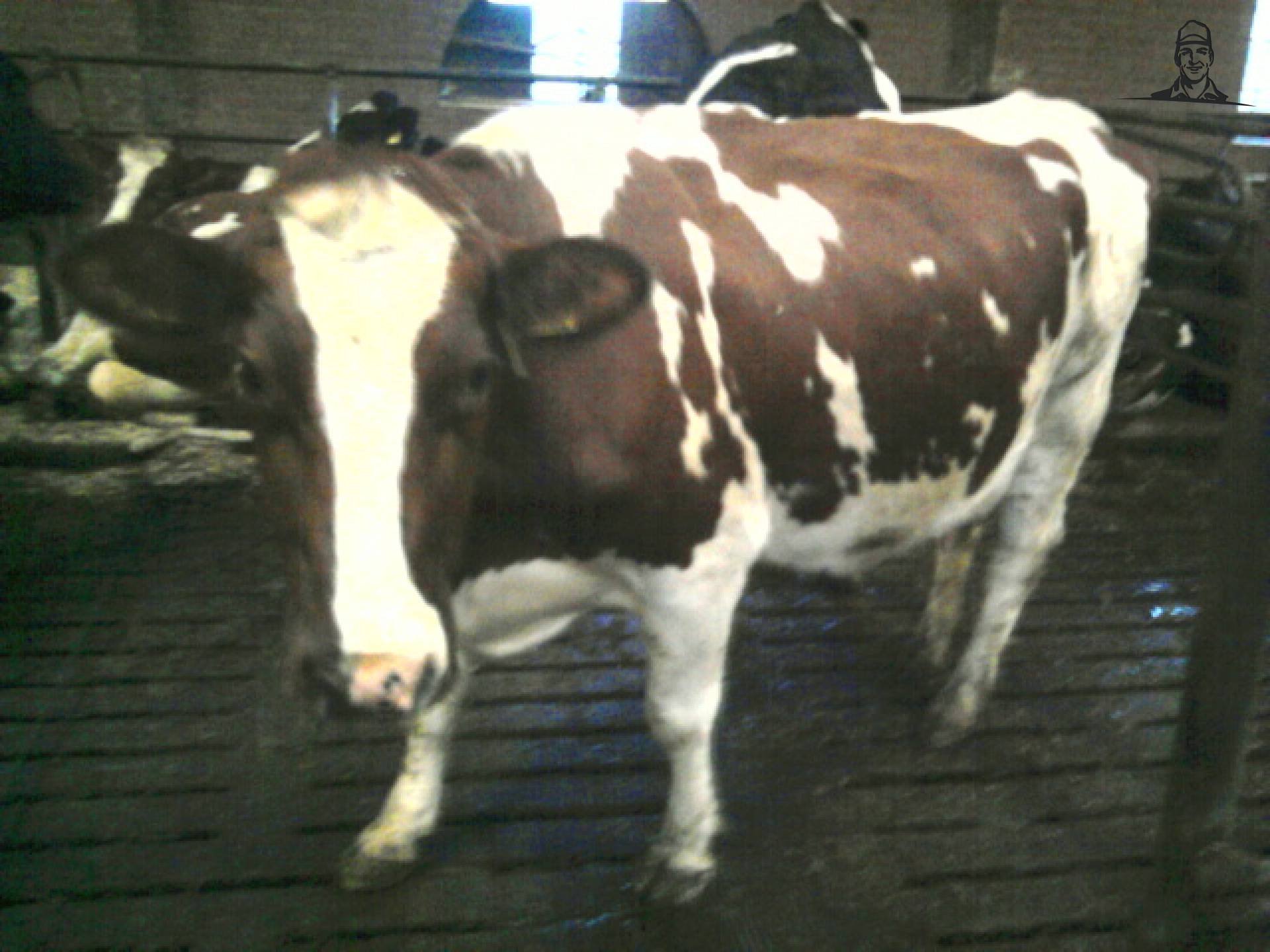 roodbonte koe van fendt patser